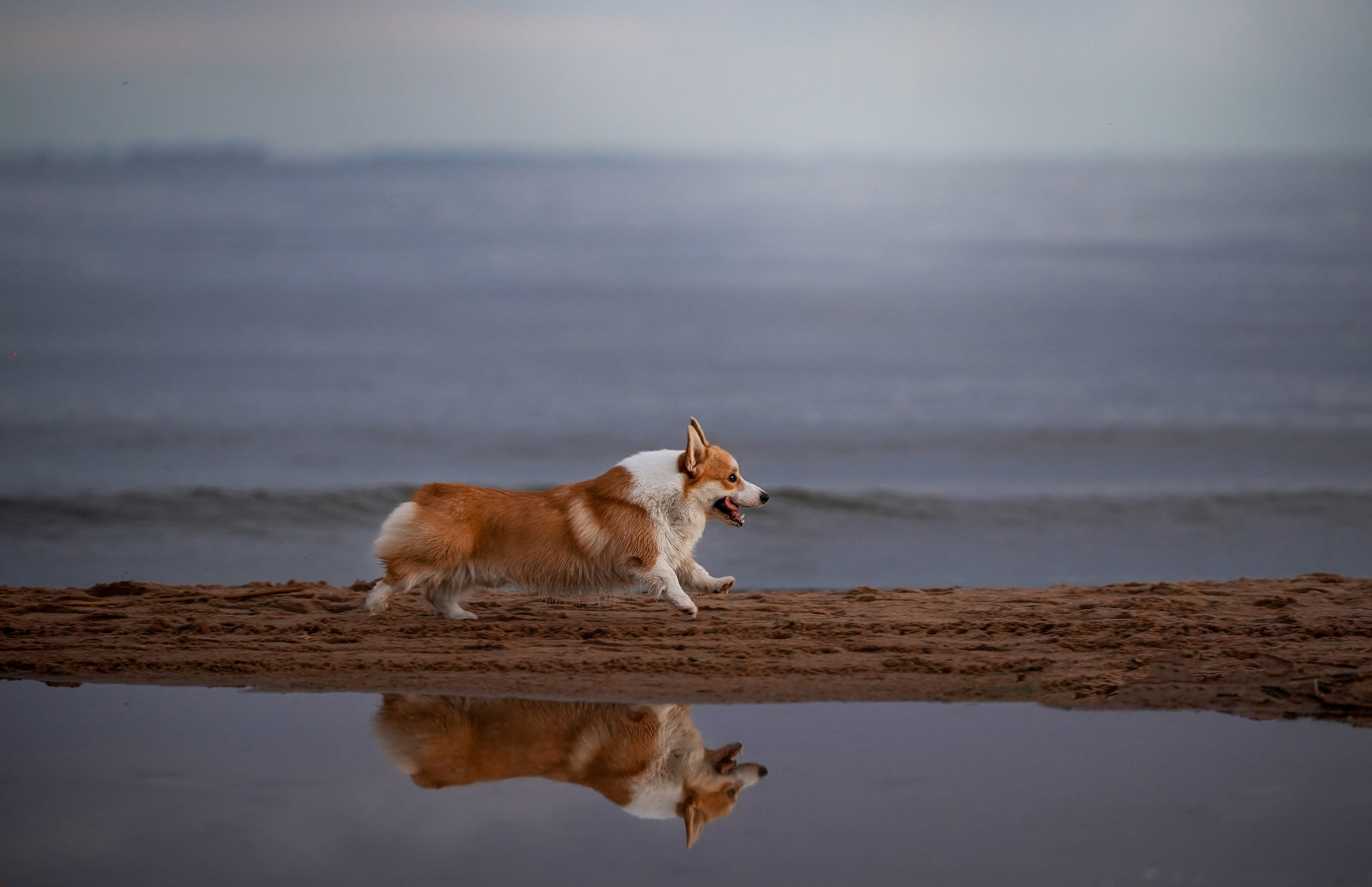 Катя Алиса и коржики. Фотограф-анималист в Санкт-Петербурге Яна Мартынова