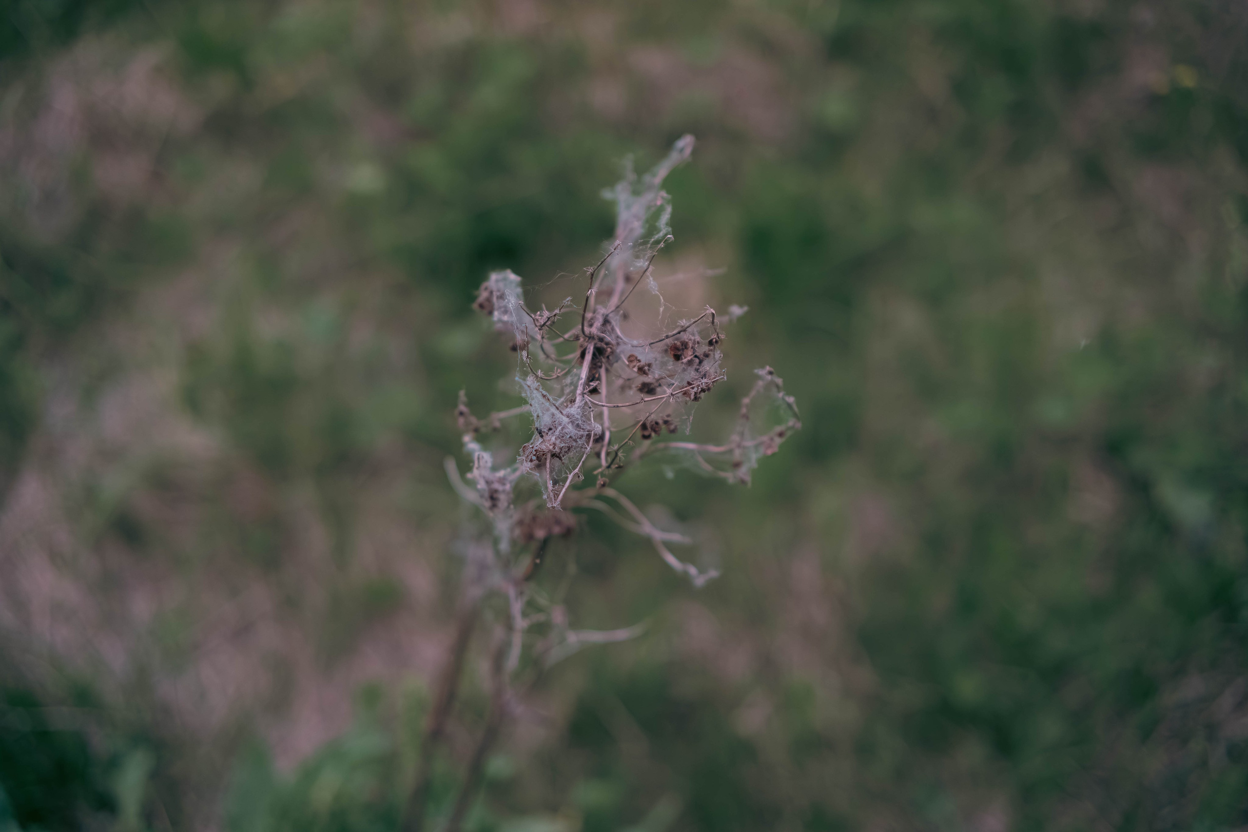 Цветы. Светофография