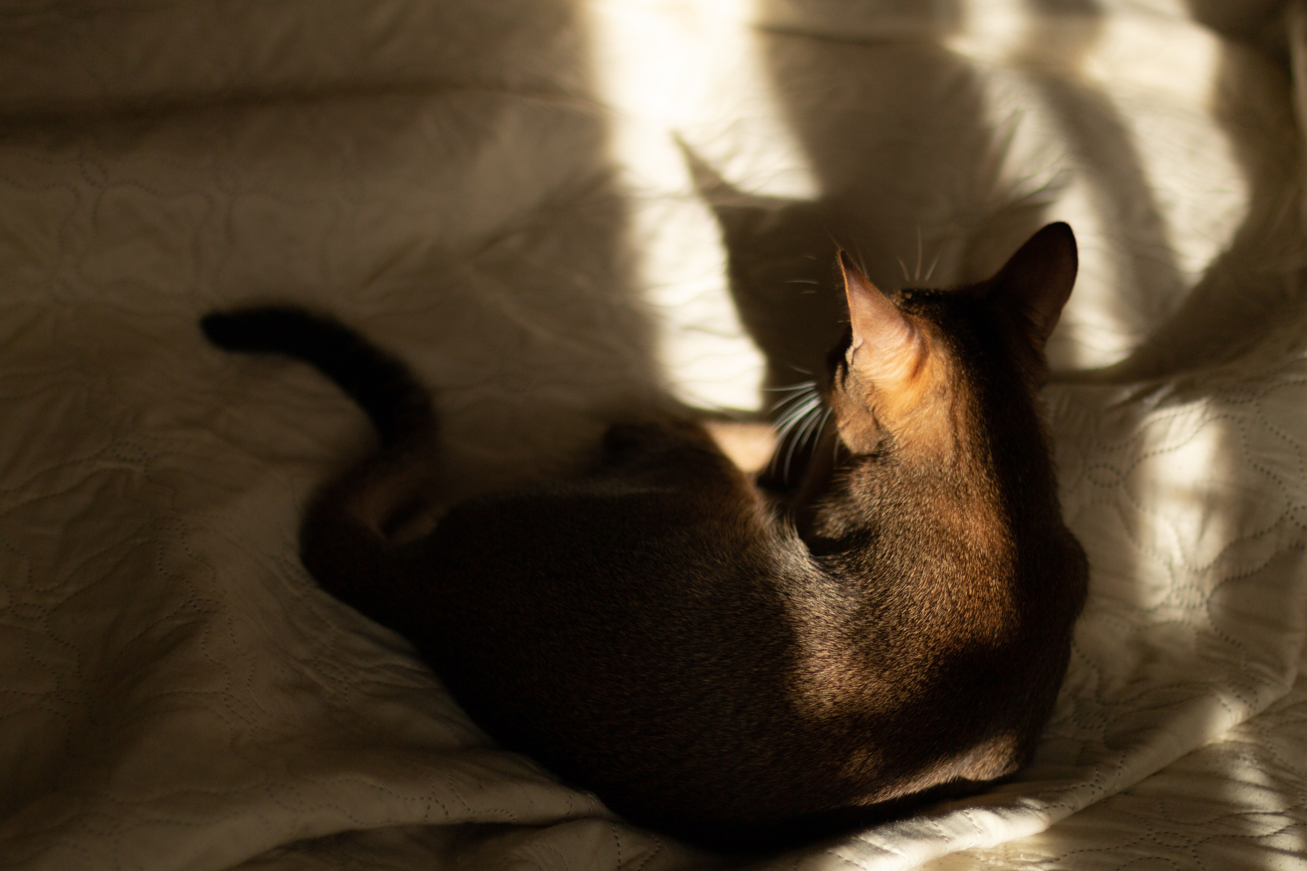 Мой котик. Фотограф в Сочи