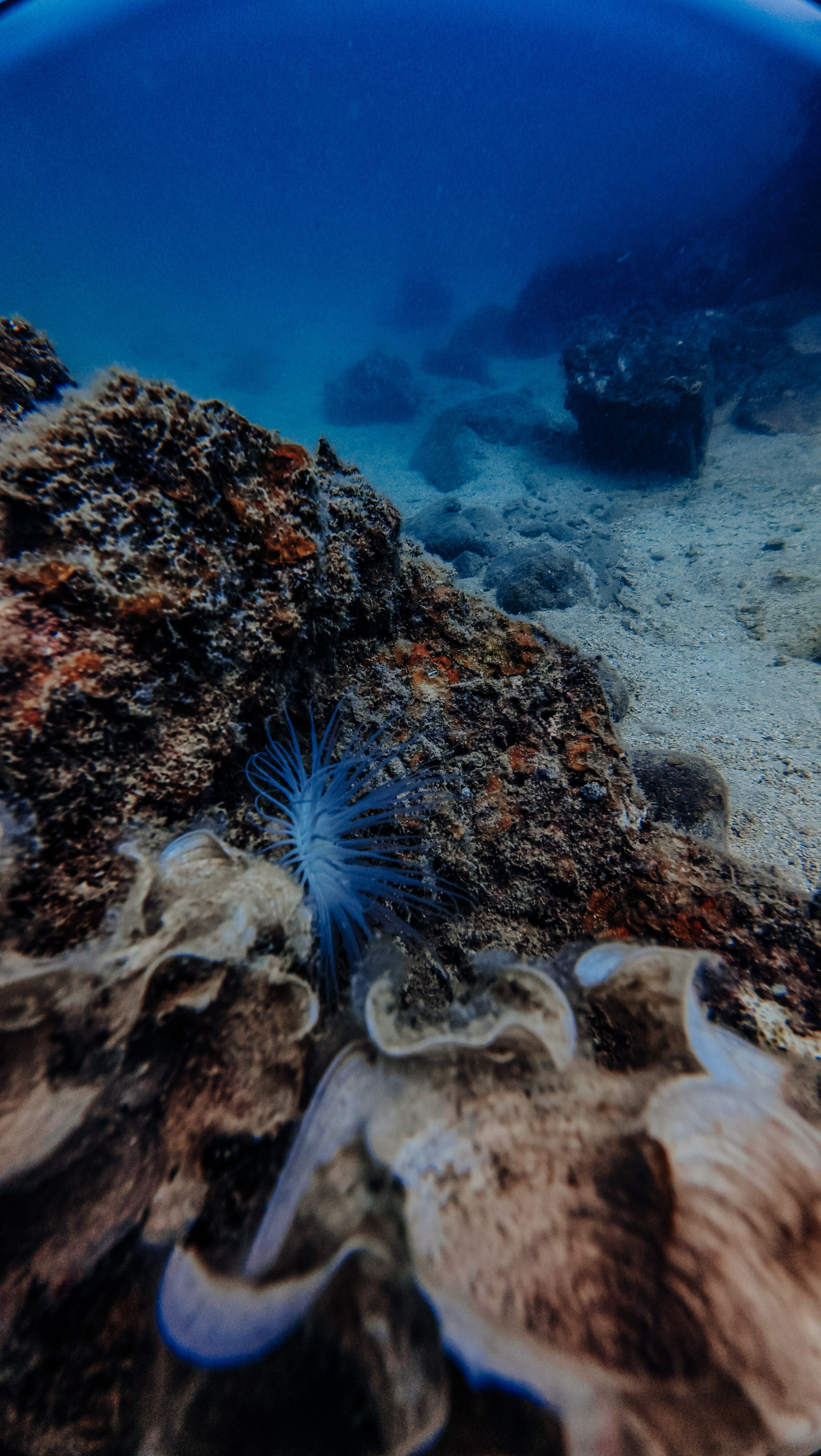 Галерея. Дайвинг во Вьетнаме