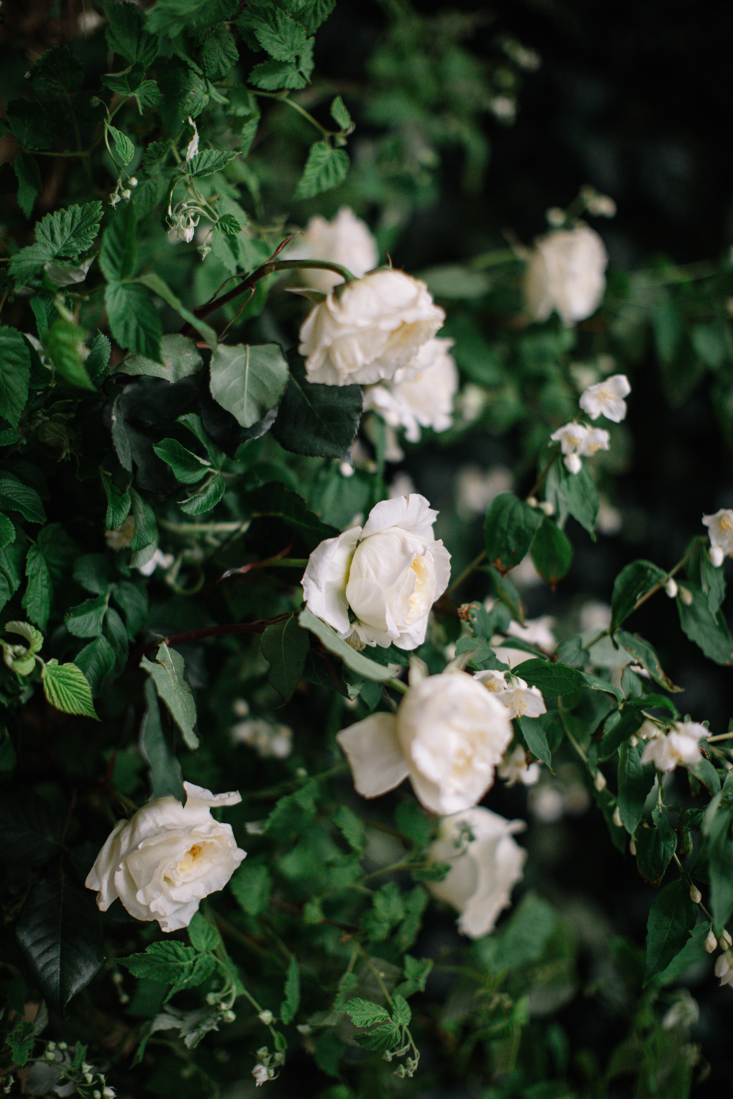 Jo malone Екатерина и Денис. VENSKAYA WEDDING & EVENT PLANNER