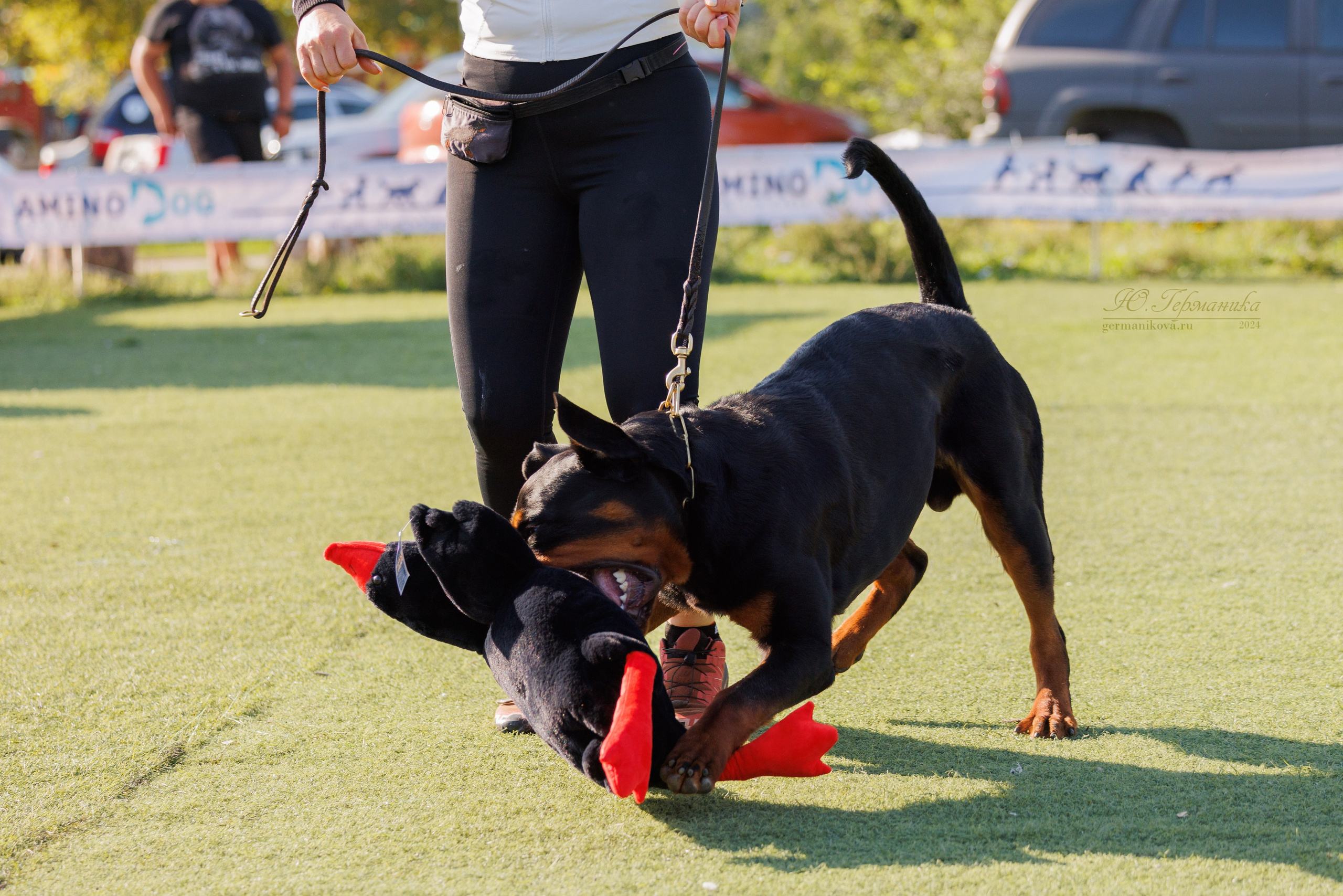 Анапа ротвейлеры 14-15.09.2024. Фотограф-анималист Юлия Германика