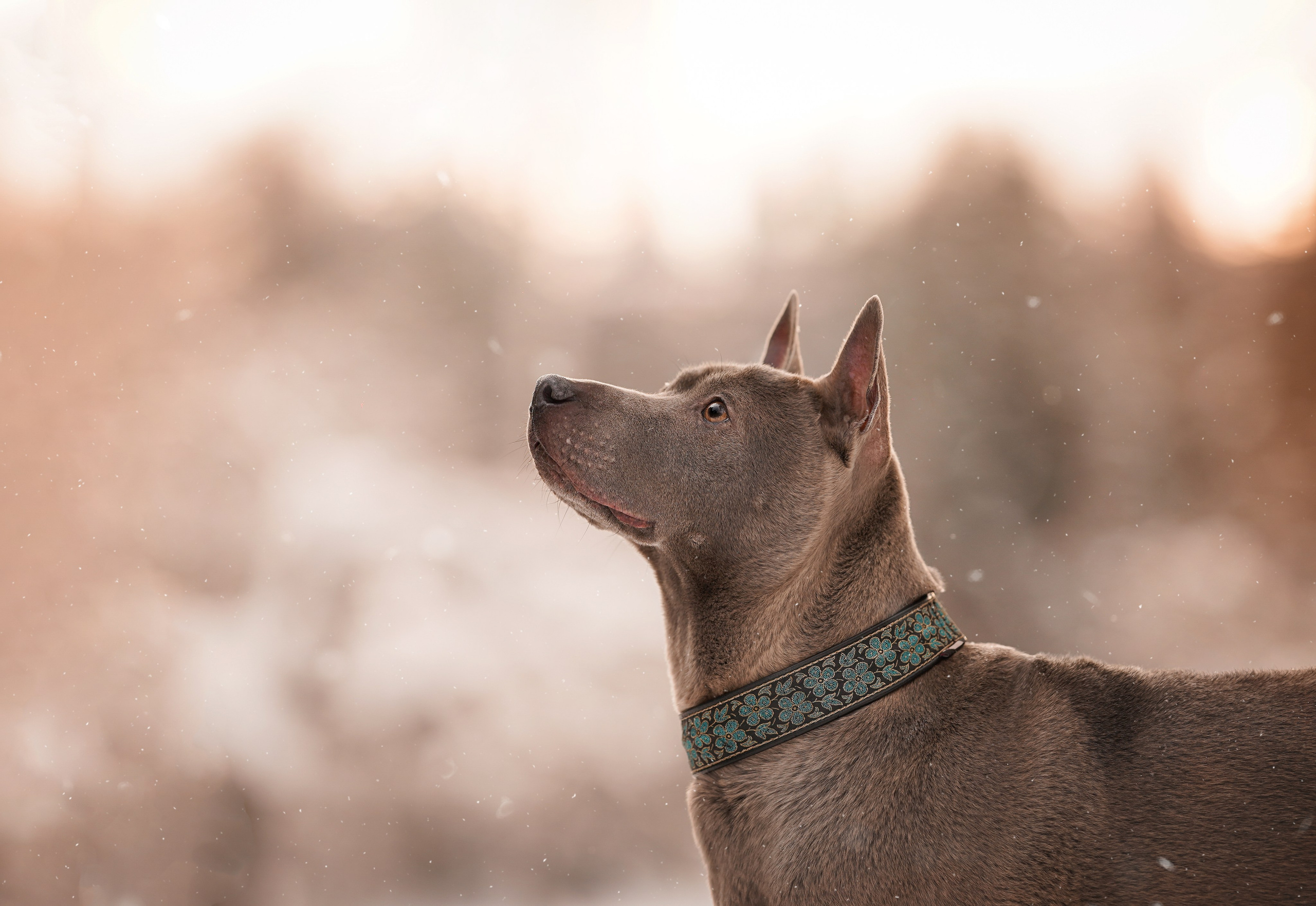 Даша Илья Вениамина и Мэдиссон. Фотограф-анималист в Санкт-Петербурге Яна Мартынова