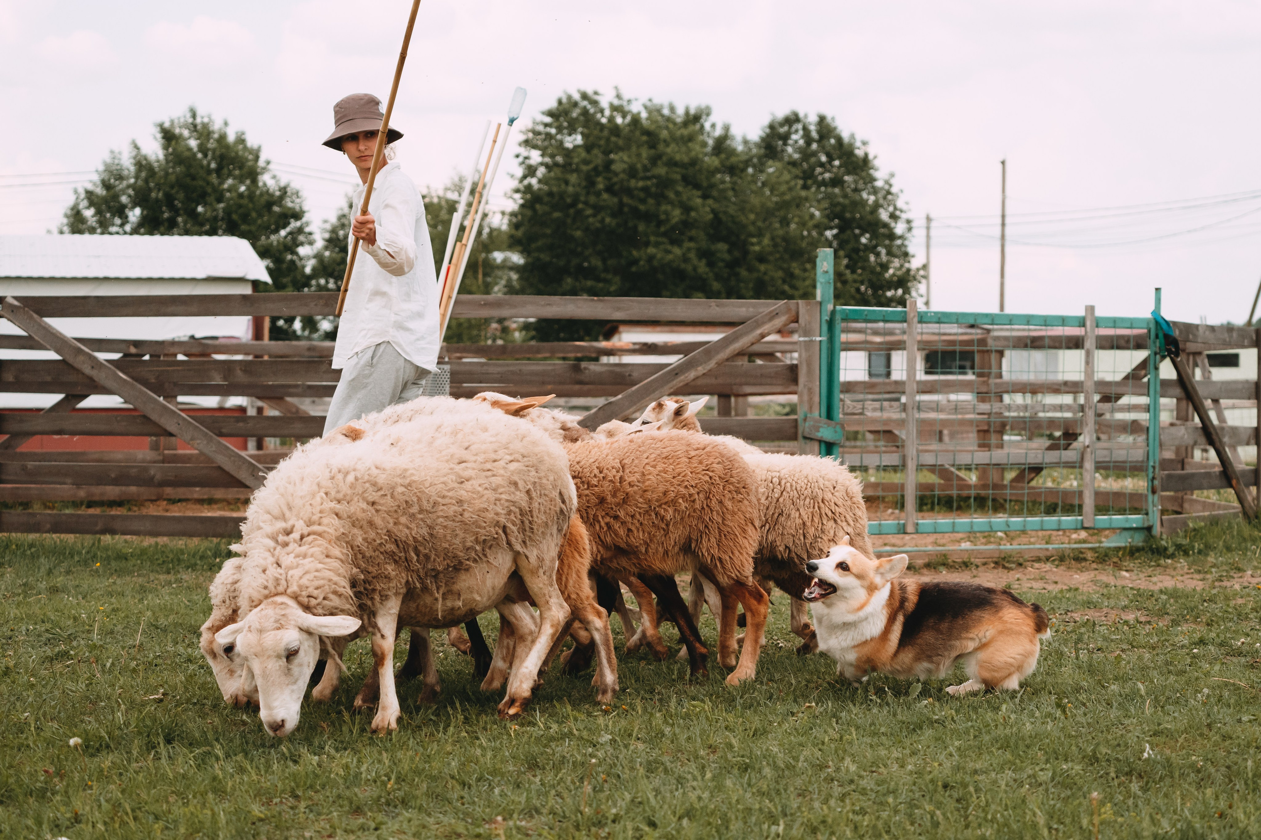 Состязания по пастушьей службе 1-2.06.24, Заостровье. Фотограф-анималист Анастасия Большакова