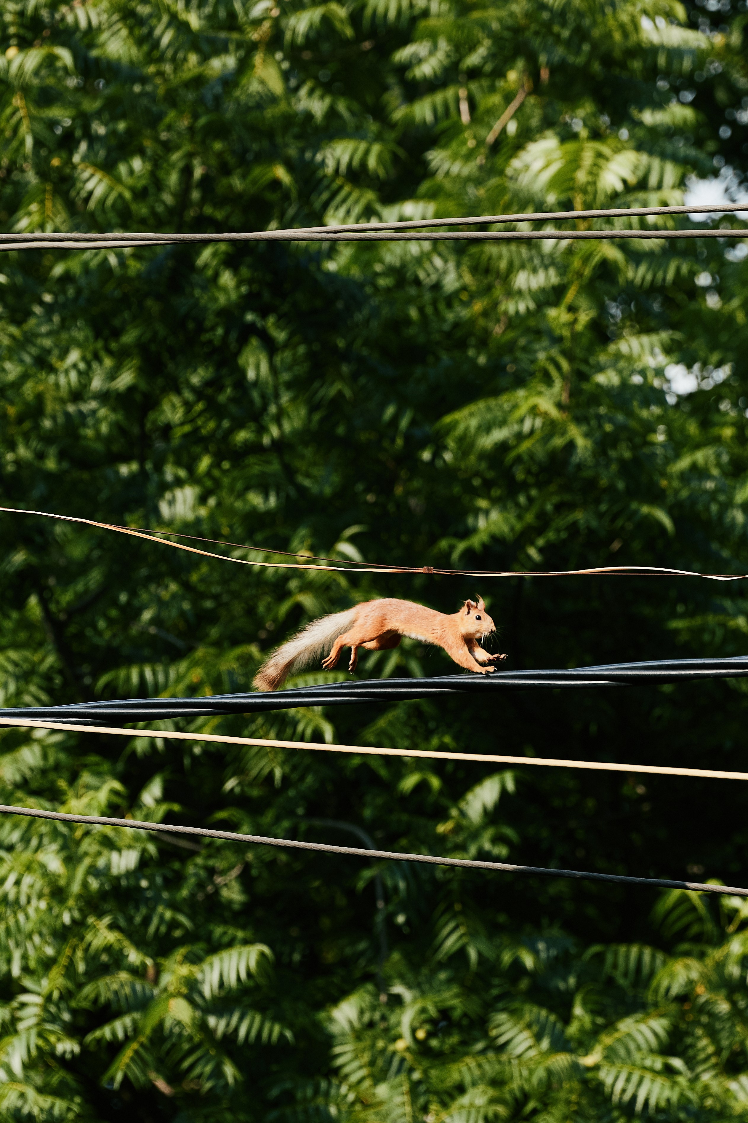 MAN GAME SUMMER OPEN 2025 by tennis.krd 13.06. Свадебный репортажный фотограф краснодар максим дремов дрёмов фотосессия студия цена