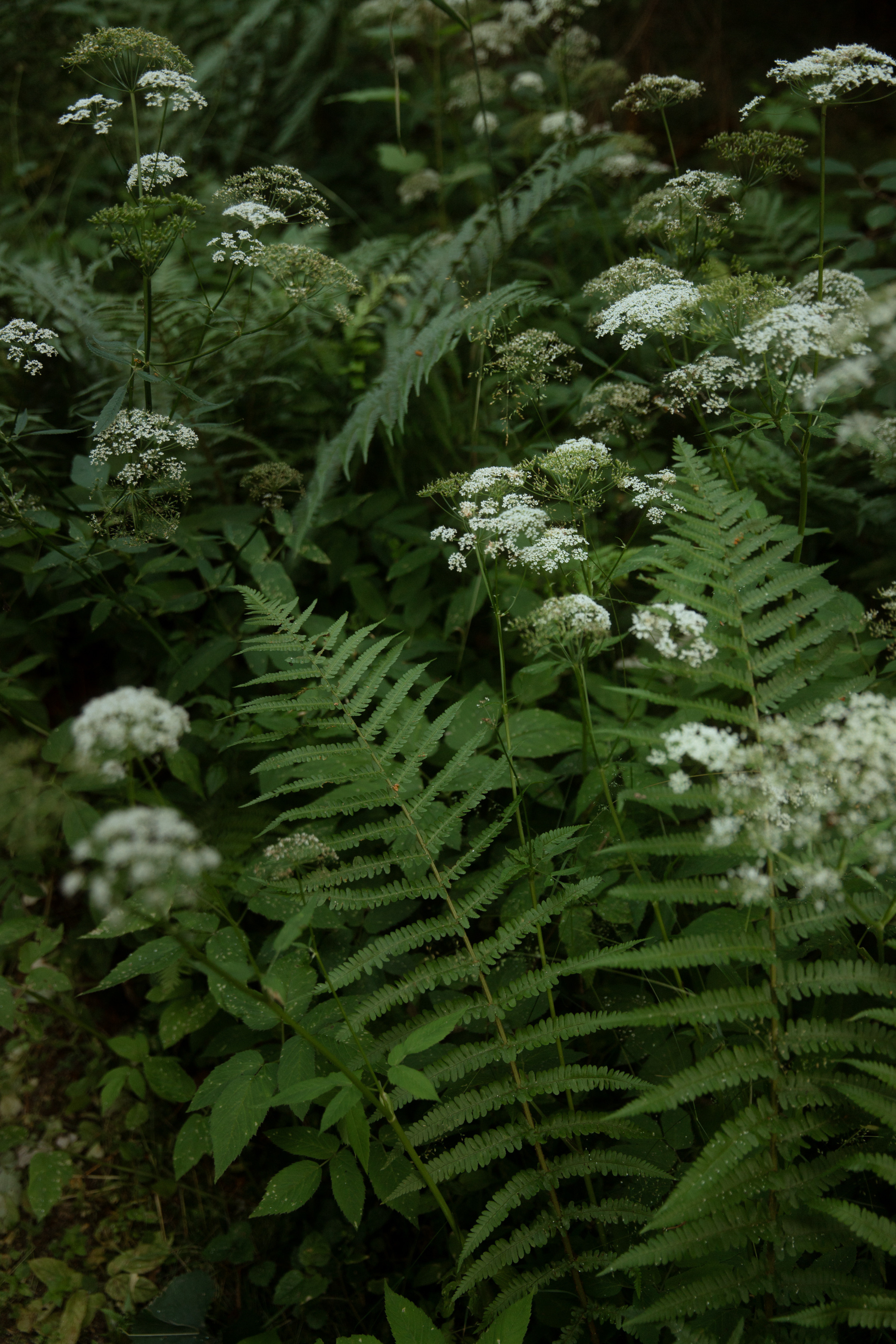 Мила и Петя, свадьба за городом с русской эстетикой. Фотограф в Москве Екатерина Черненко