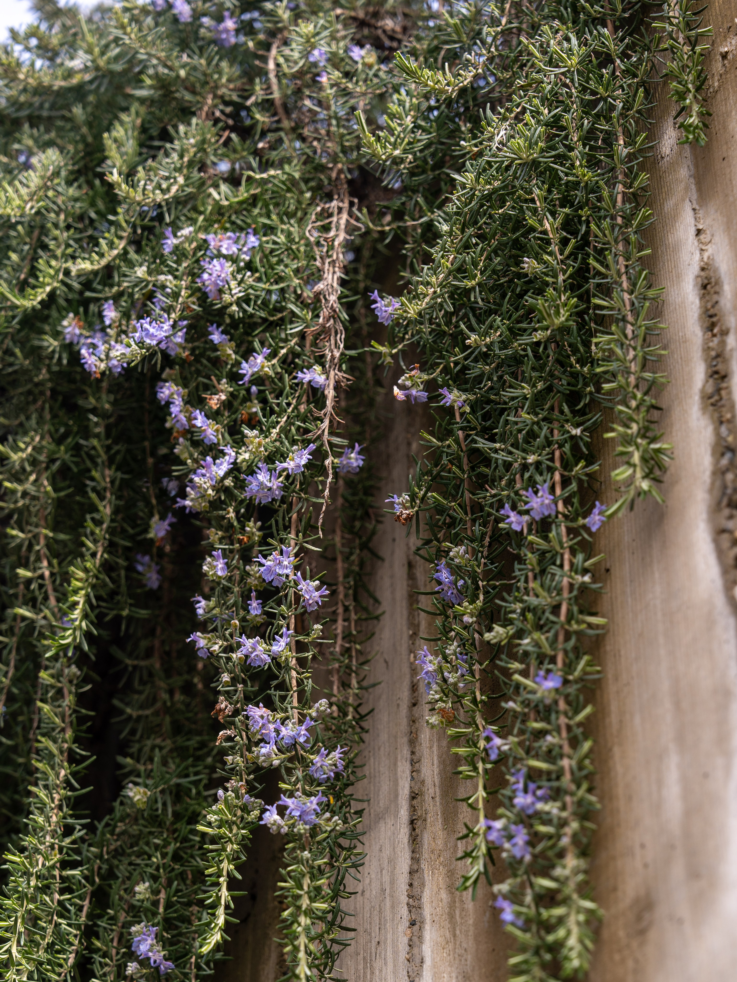 MICE мероприятие на ферме Экзархо. Репортажный фотограф в Красной Поляне и Сочи Павлюченко Екатерина