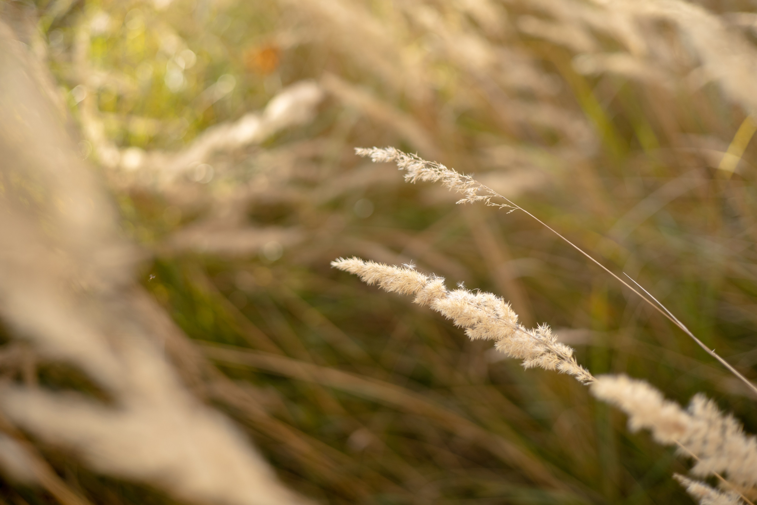 EVA. Фотограф Элла Ефимова