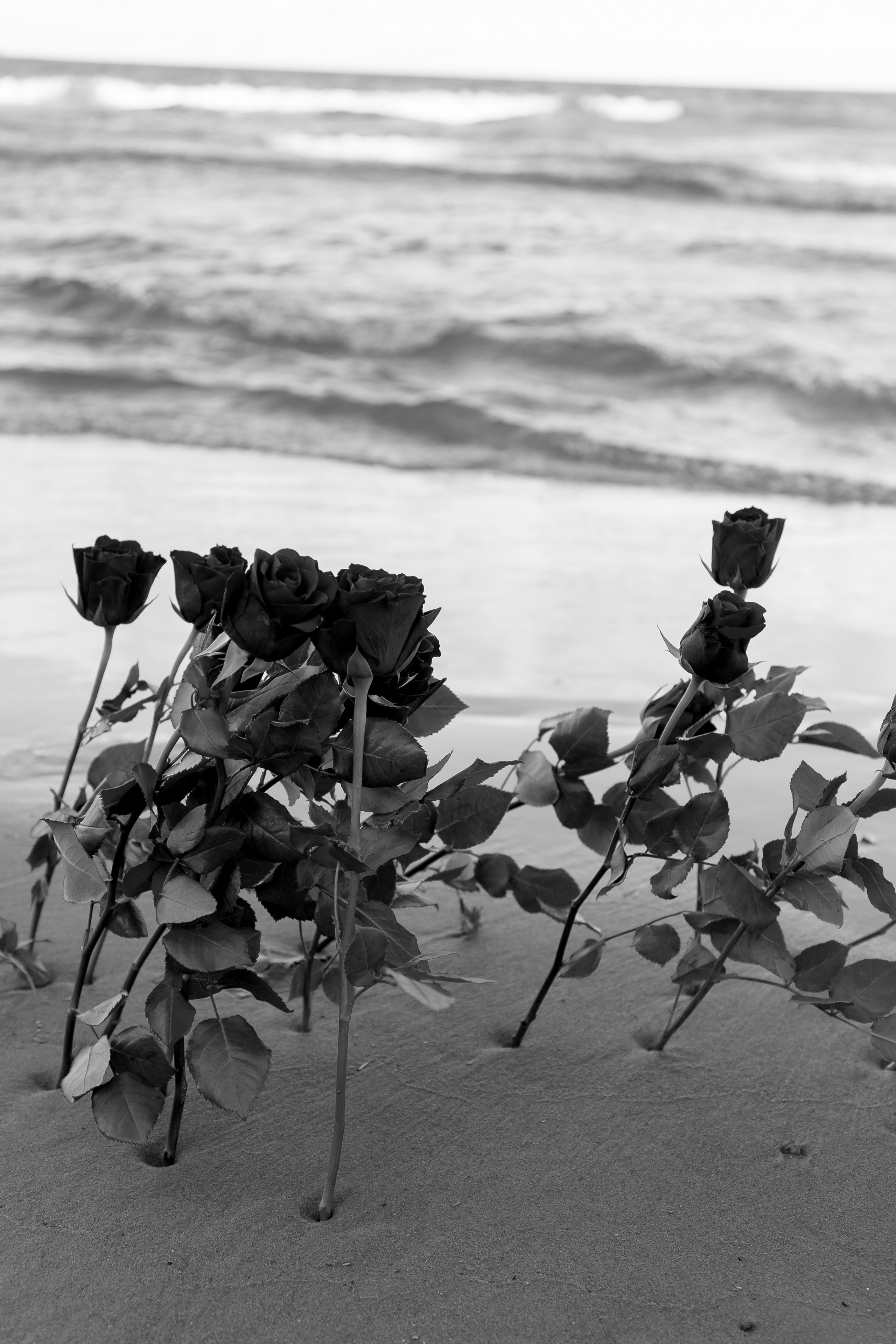 Розы. Профессиональный фотограф, Санкт-Петербург — Виктория Богомолова