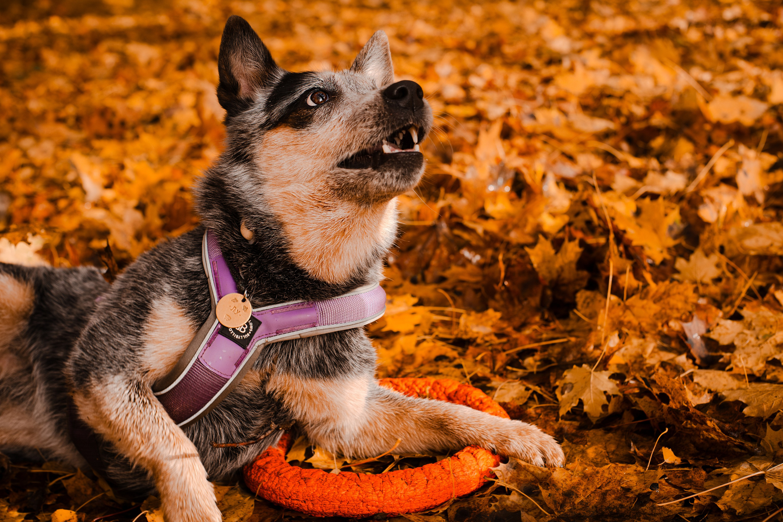 Юля, Антон и Лу. Фотограф-анималист Мария Баркевич | Москва