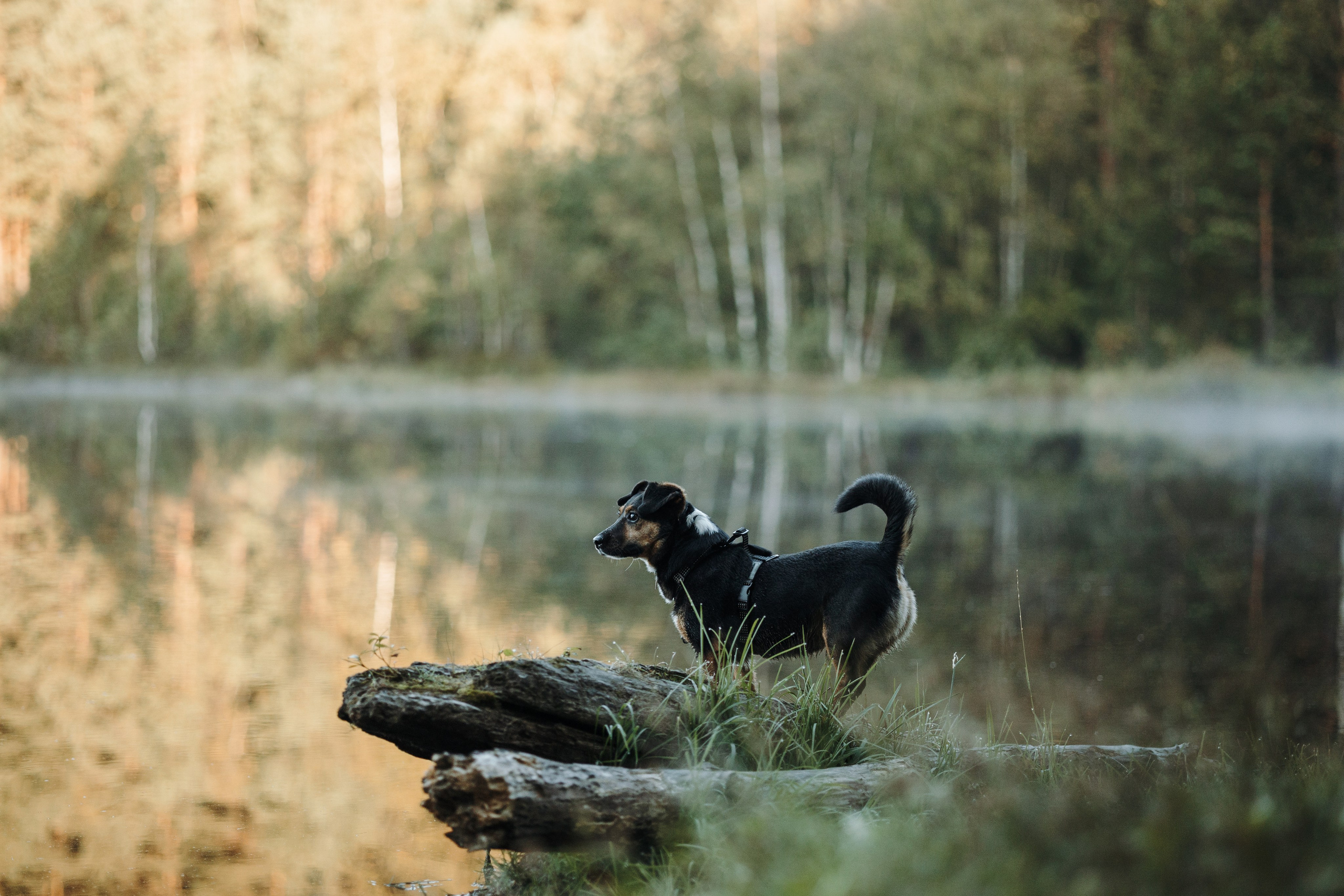 Ольга и Рекс. Фотограф — Анималист | Санкт-Петербург