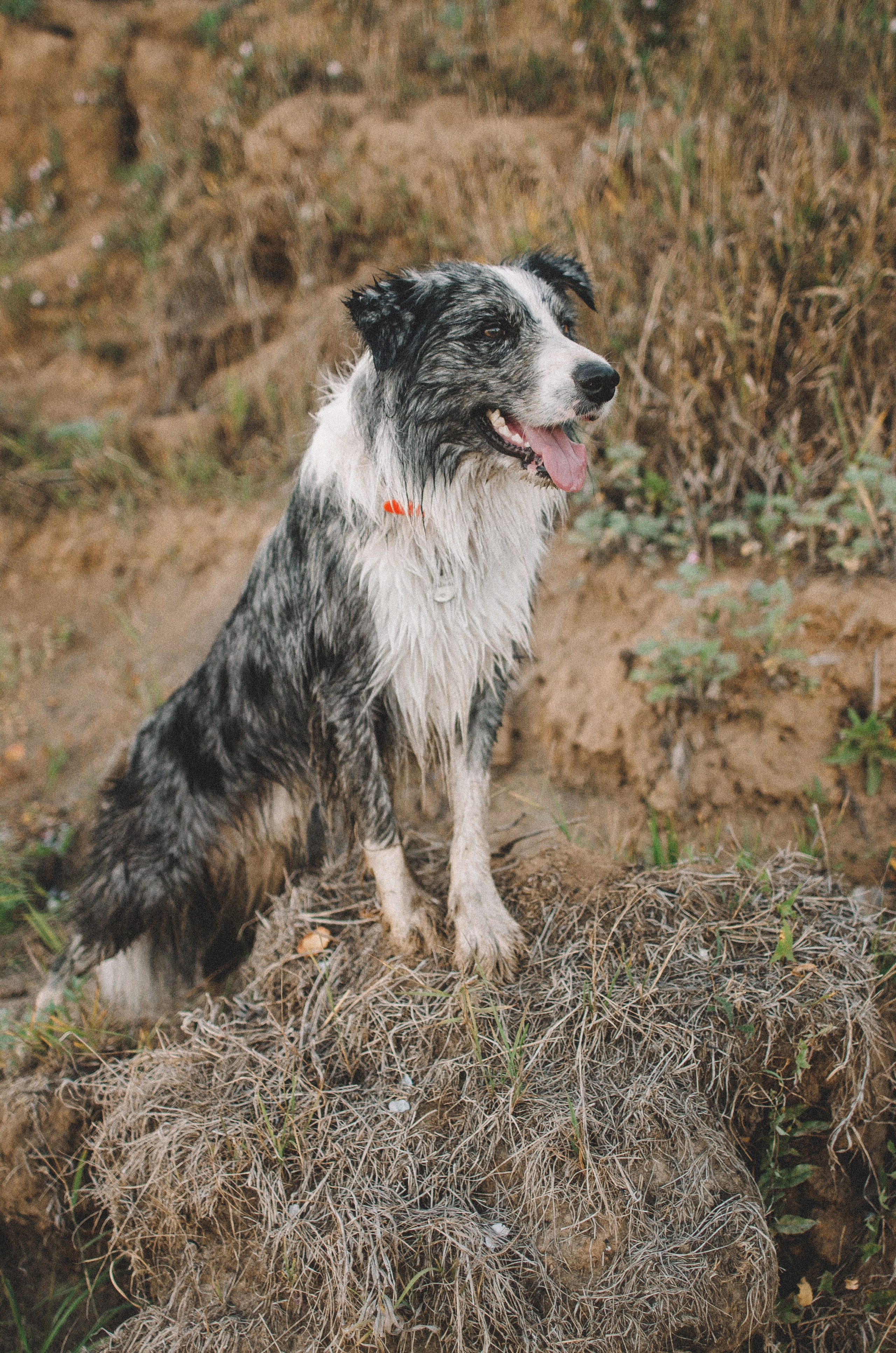 Таня и Бриллиант. Фотограф-анималист Богданова Полина