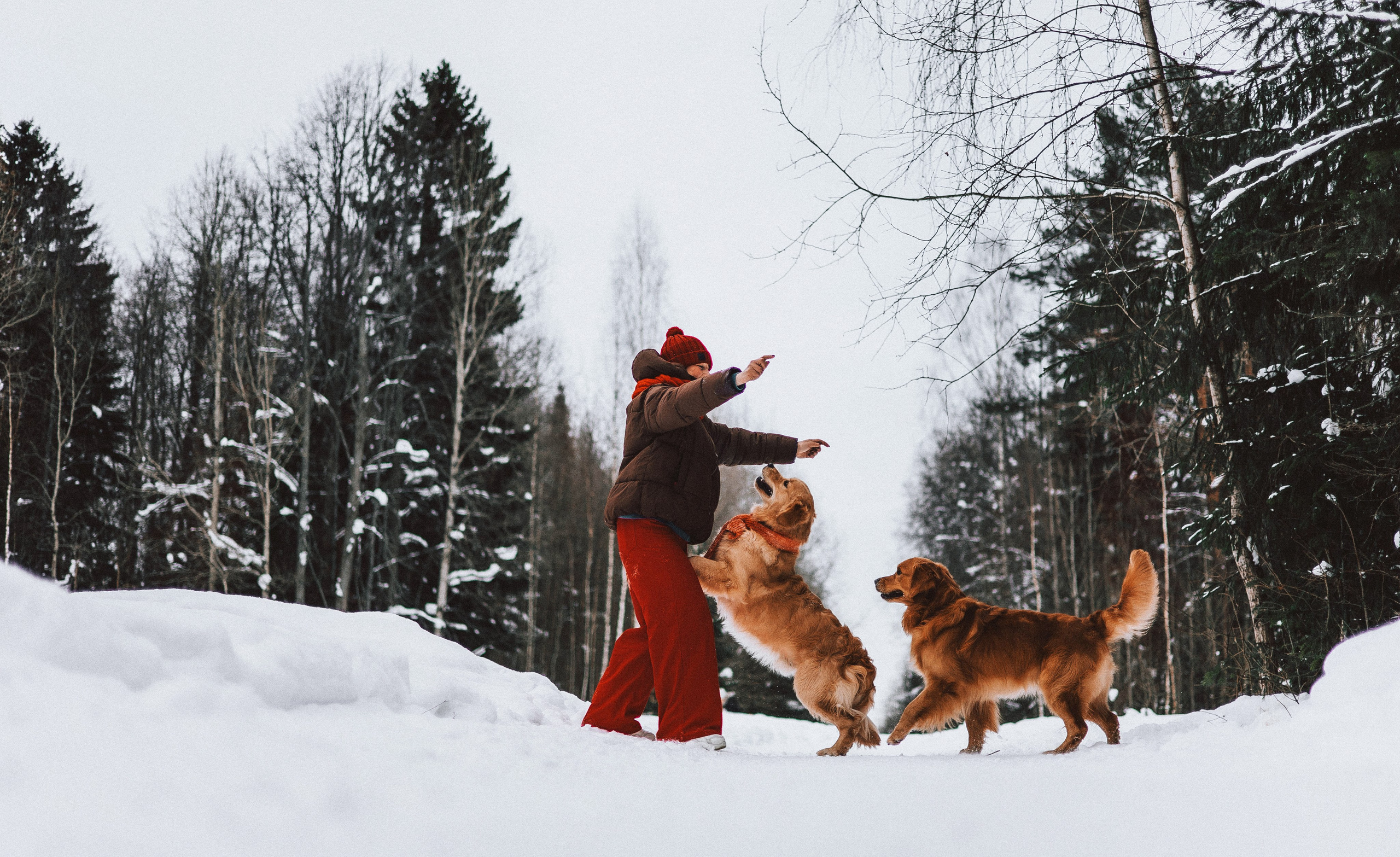 Саша, Юля, Грэй и Джой. Фотограф-анималист Богданова Полина
