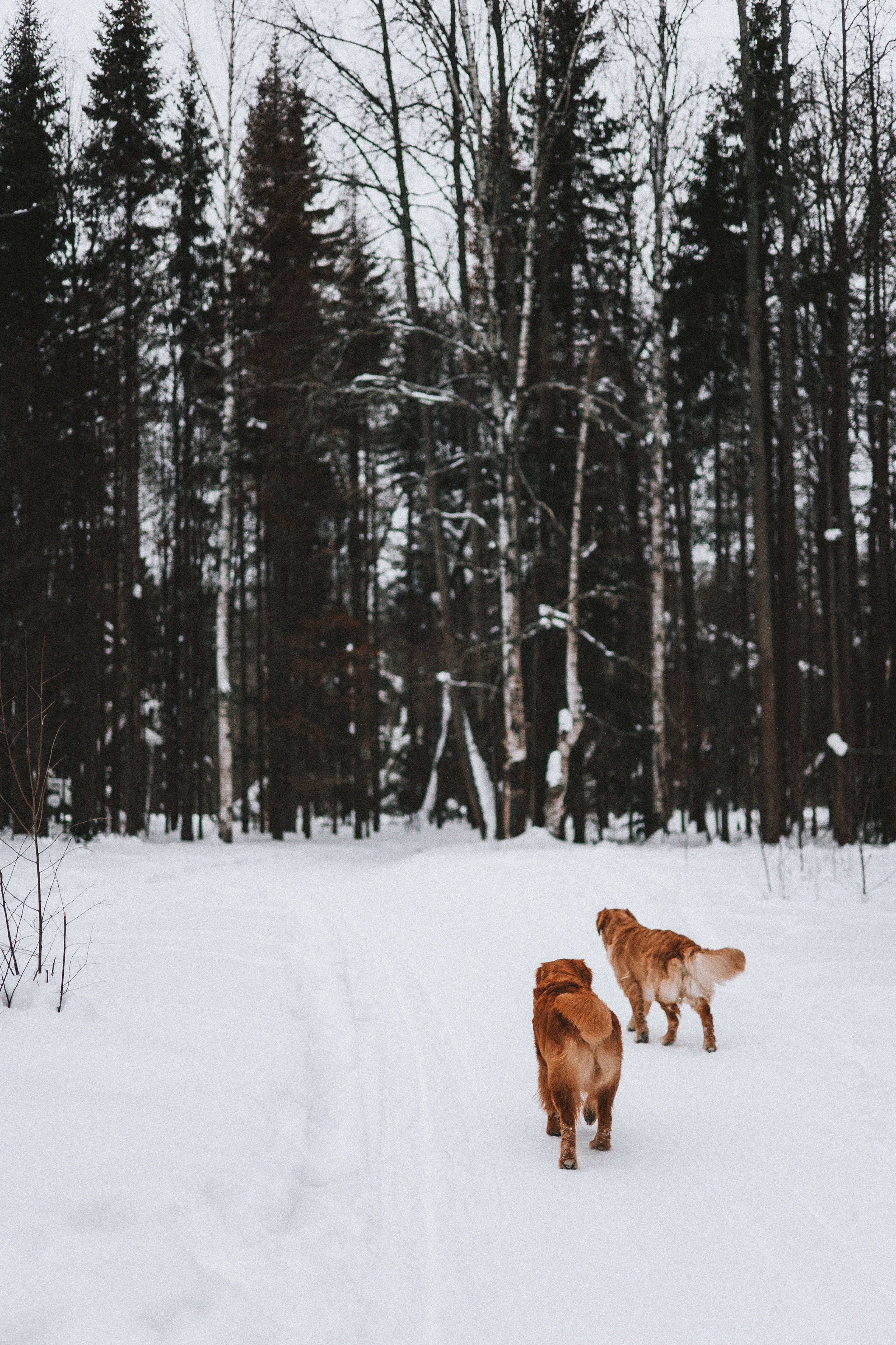 Саша, Юля, Грэй и Джой. Фотограф-анималист Богданова Полина