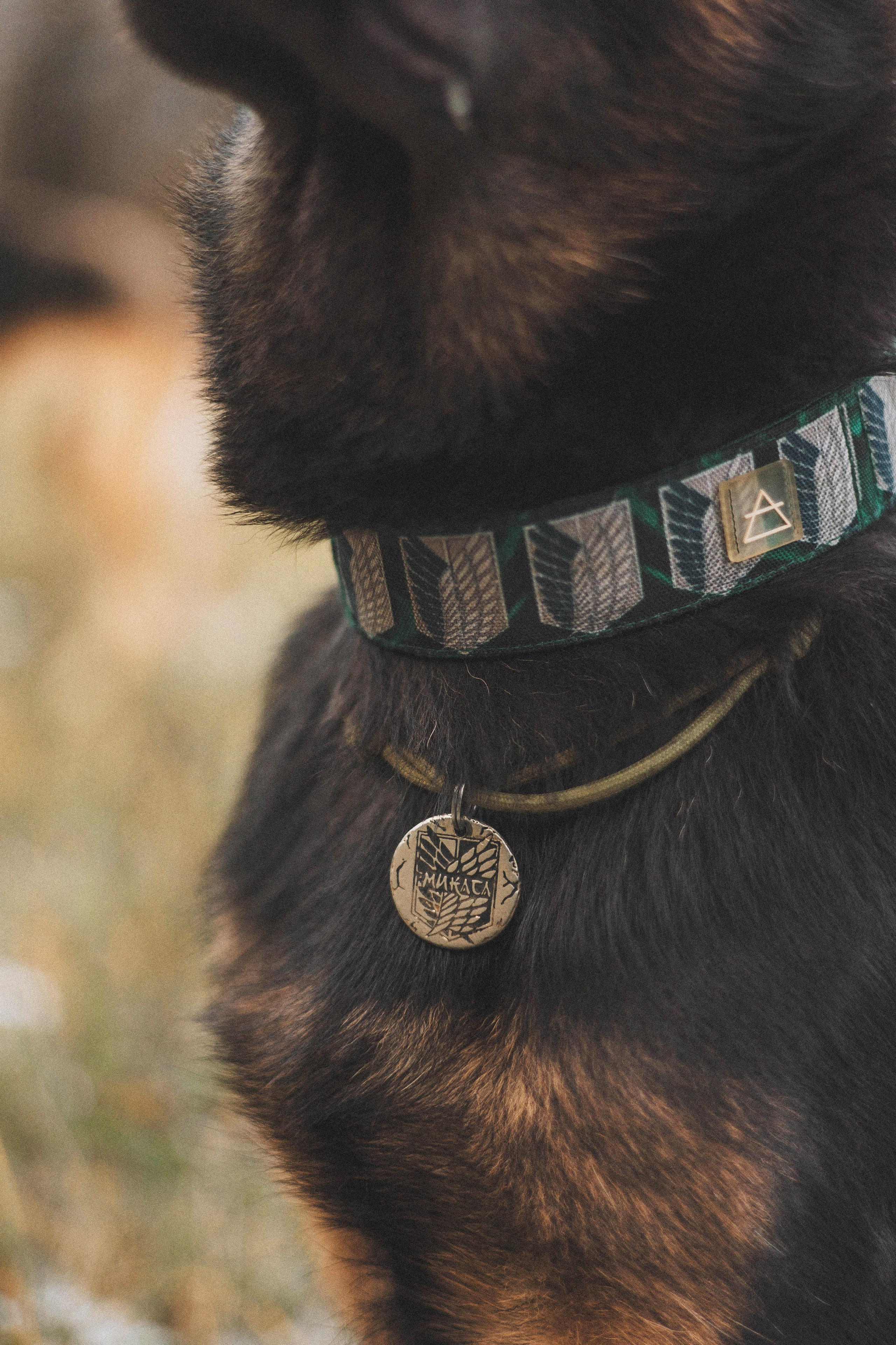 Алена, Леви и Микаса. Фотограф-анималист Богданова Полина