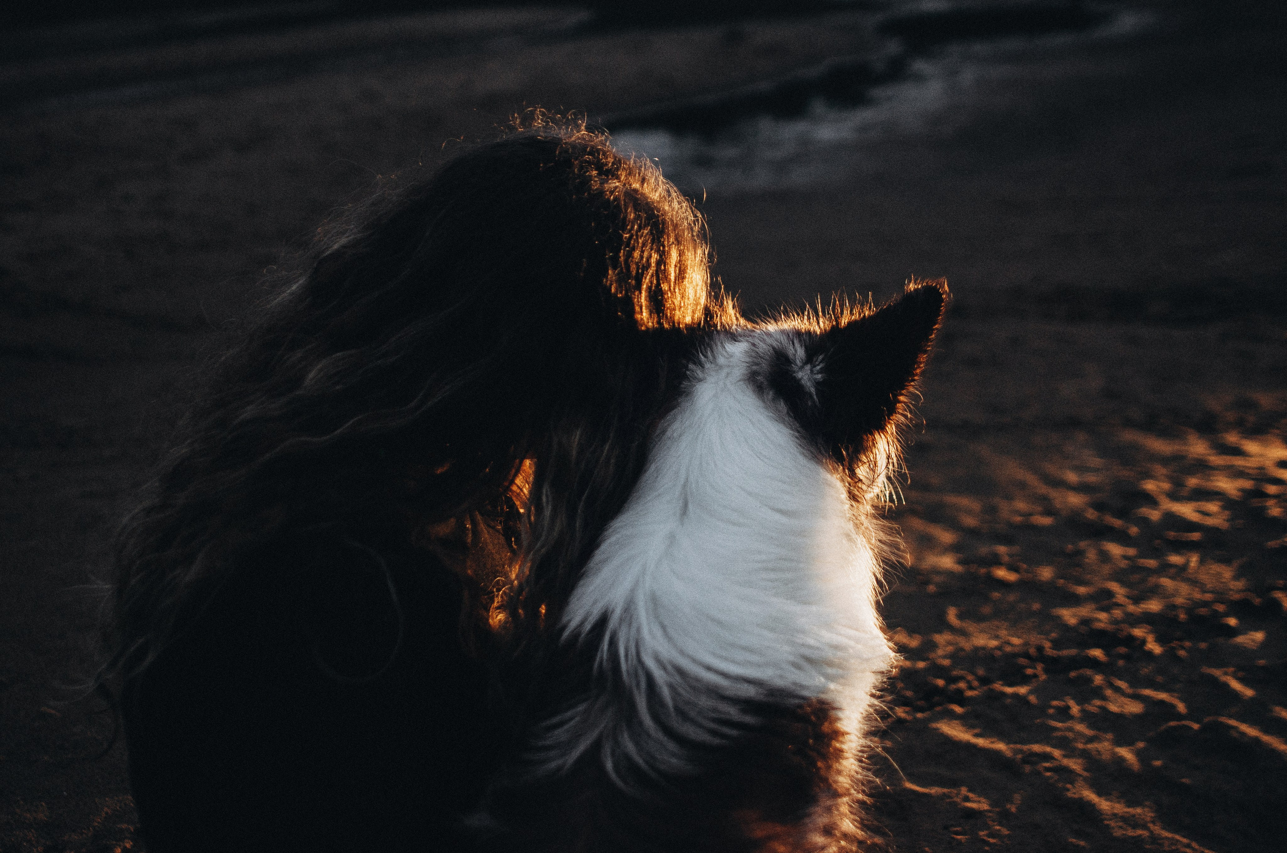 Алина и Бруна. Фотограф-анималист Богданова Полина