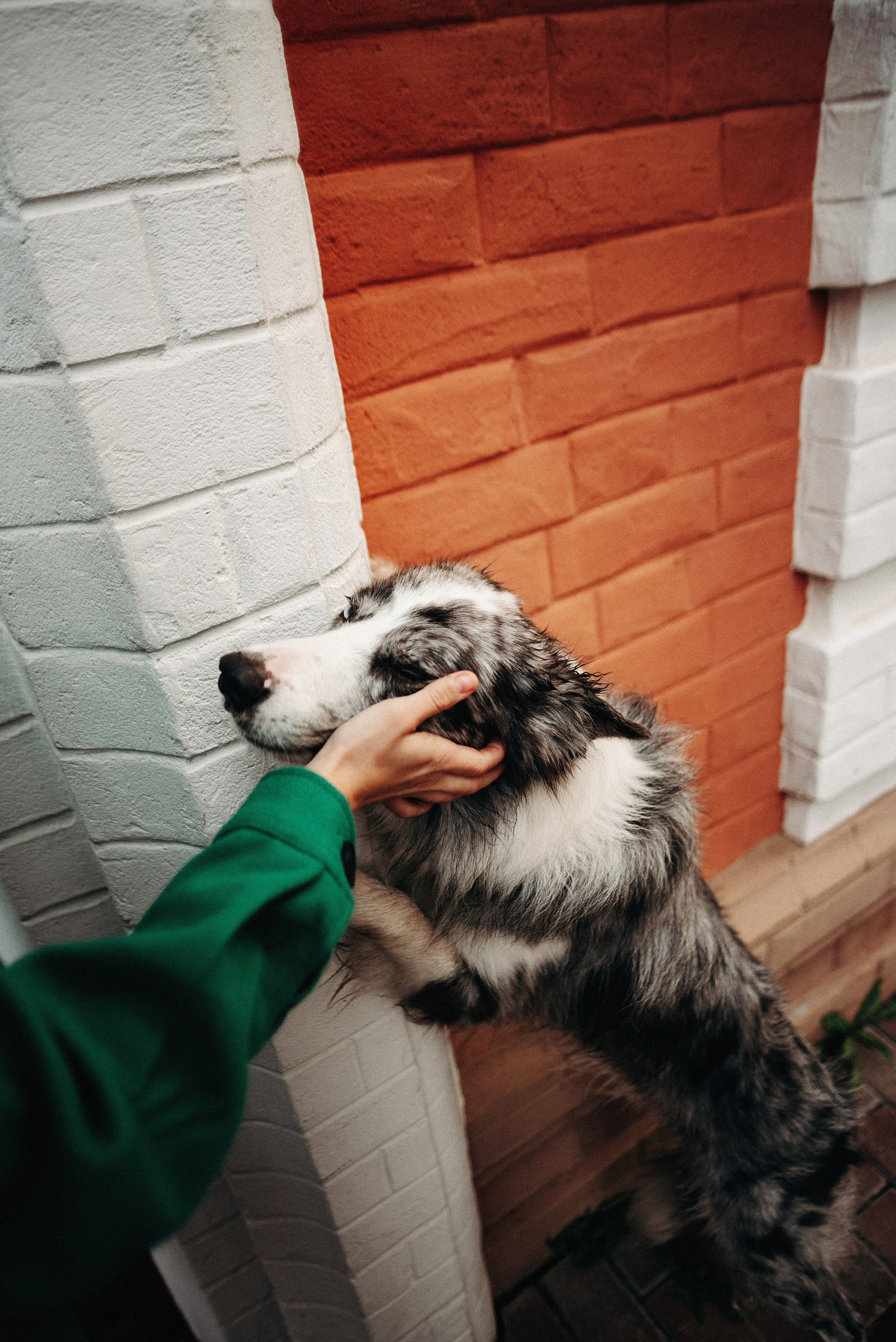 Диана и Робин. Фотограф-анималист Богданова Полина