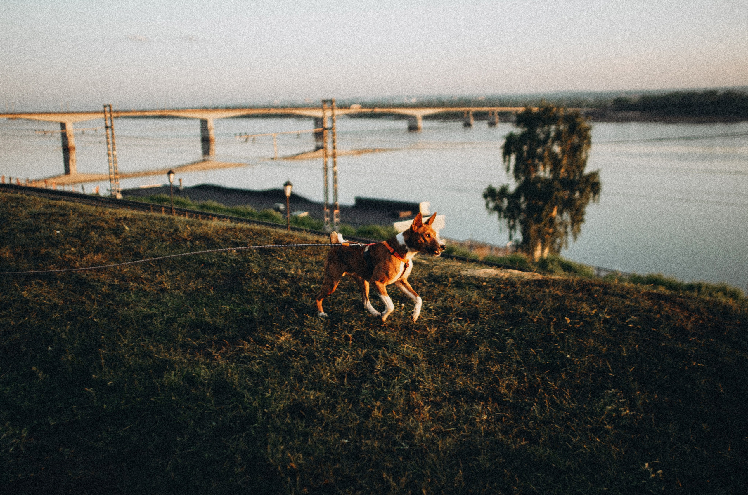 Снежана и Мэнни. Фотограф-анималист Богданова Полина