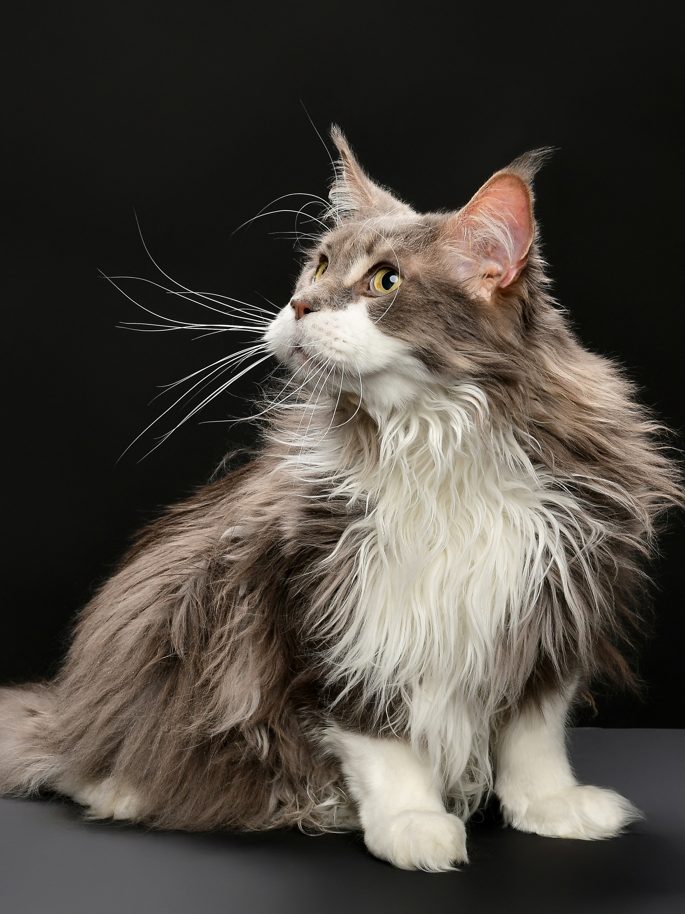 Съемка товаров для животных для маркетплейсов в Москве. Предметная фотосъемка для маркетплейсов в Москве. Предметный фотограф Дмитрий Дрогунов