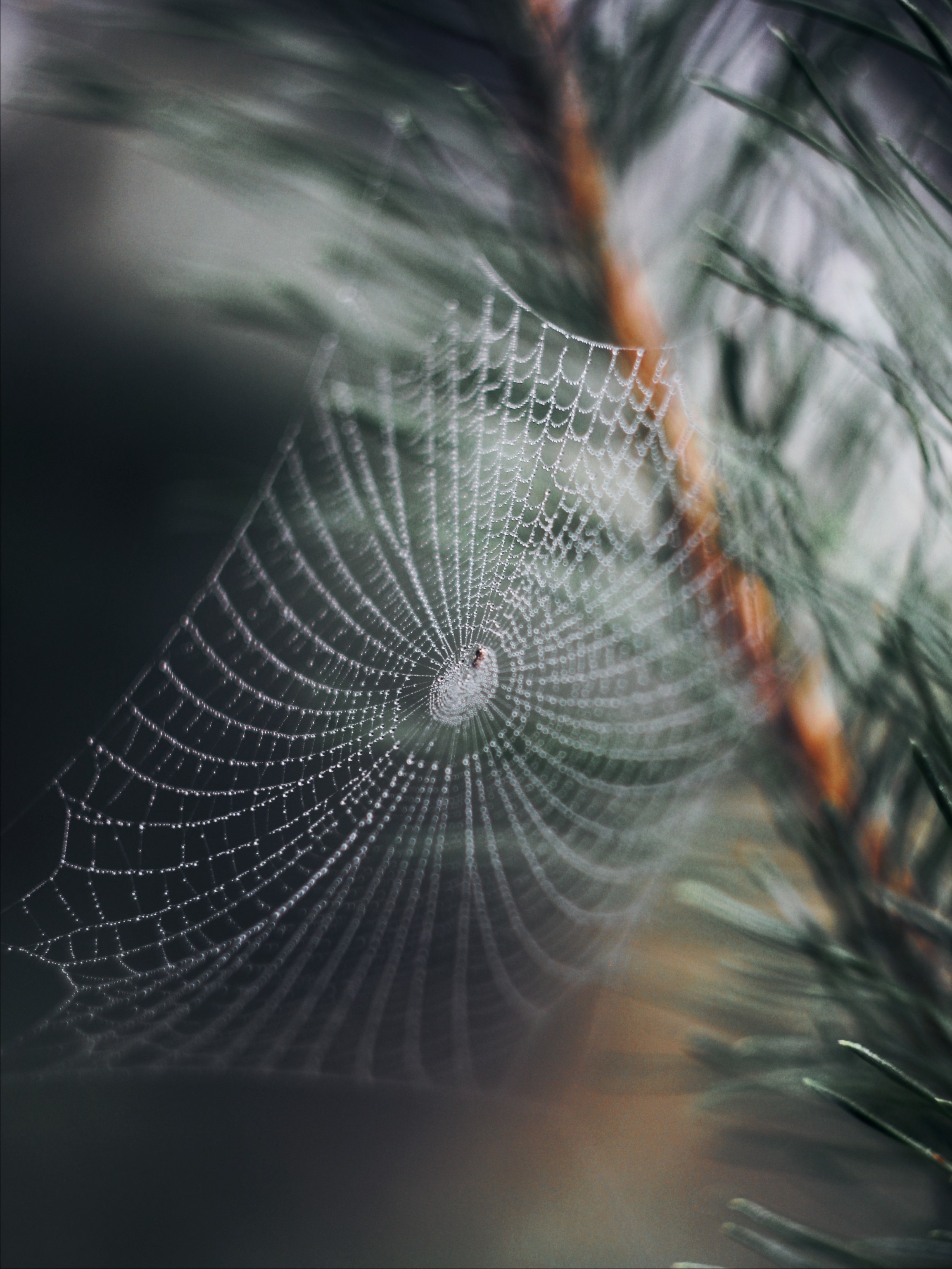 Меланхолия августа. С любовью, фотохудожник