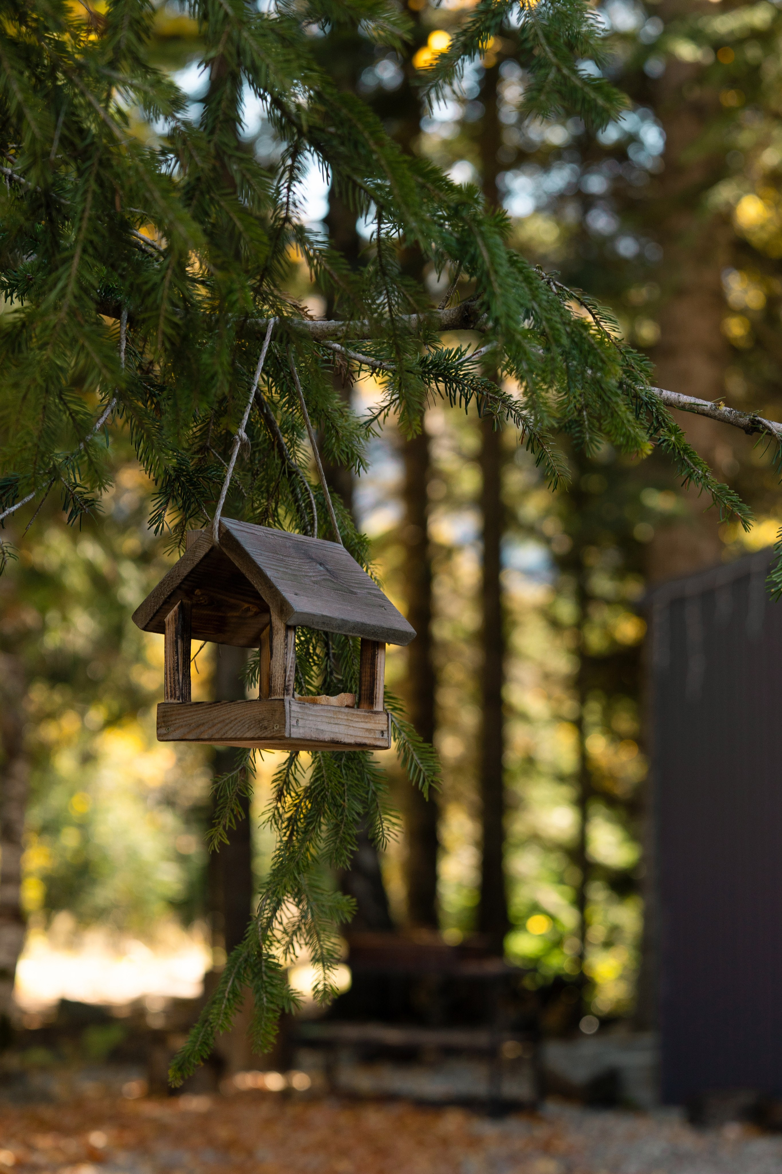 SkyWood. Фотограф и видеограф Елена Хмелевская