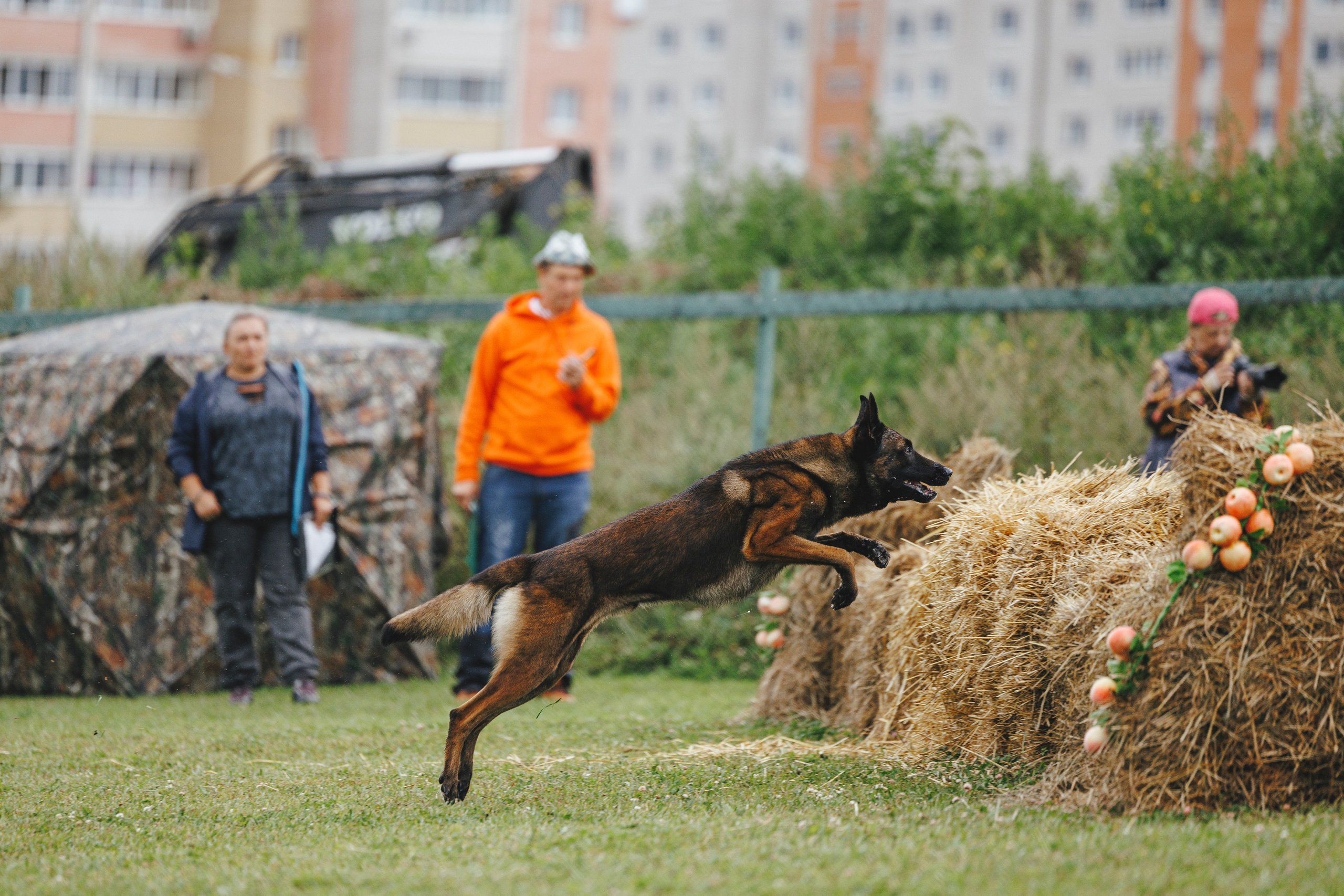 08.08.25-10.08.25 ЧР по мондьорингу г. Вологда. Фотограф-анималист Анна Маринич