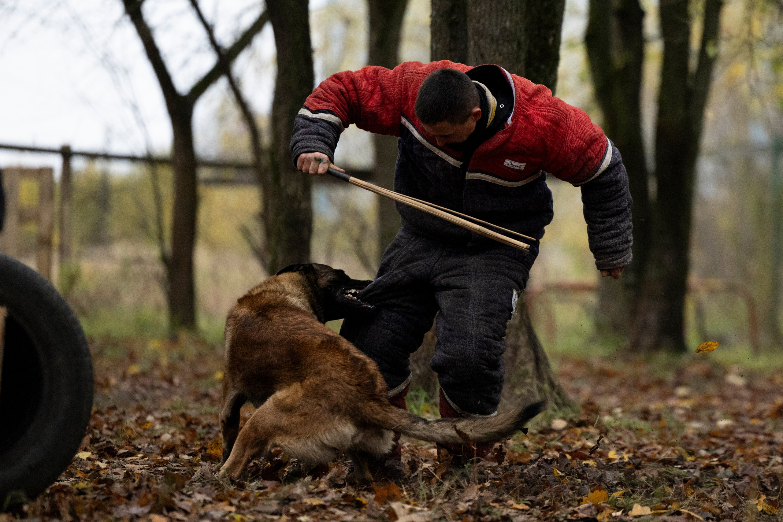 Соревнования по Мондьорингу г. Вологда. Фотограф-анималист Анна Маринич