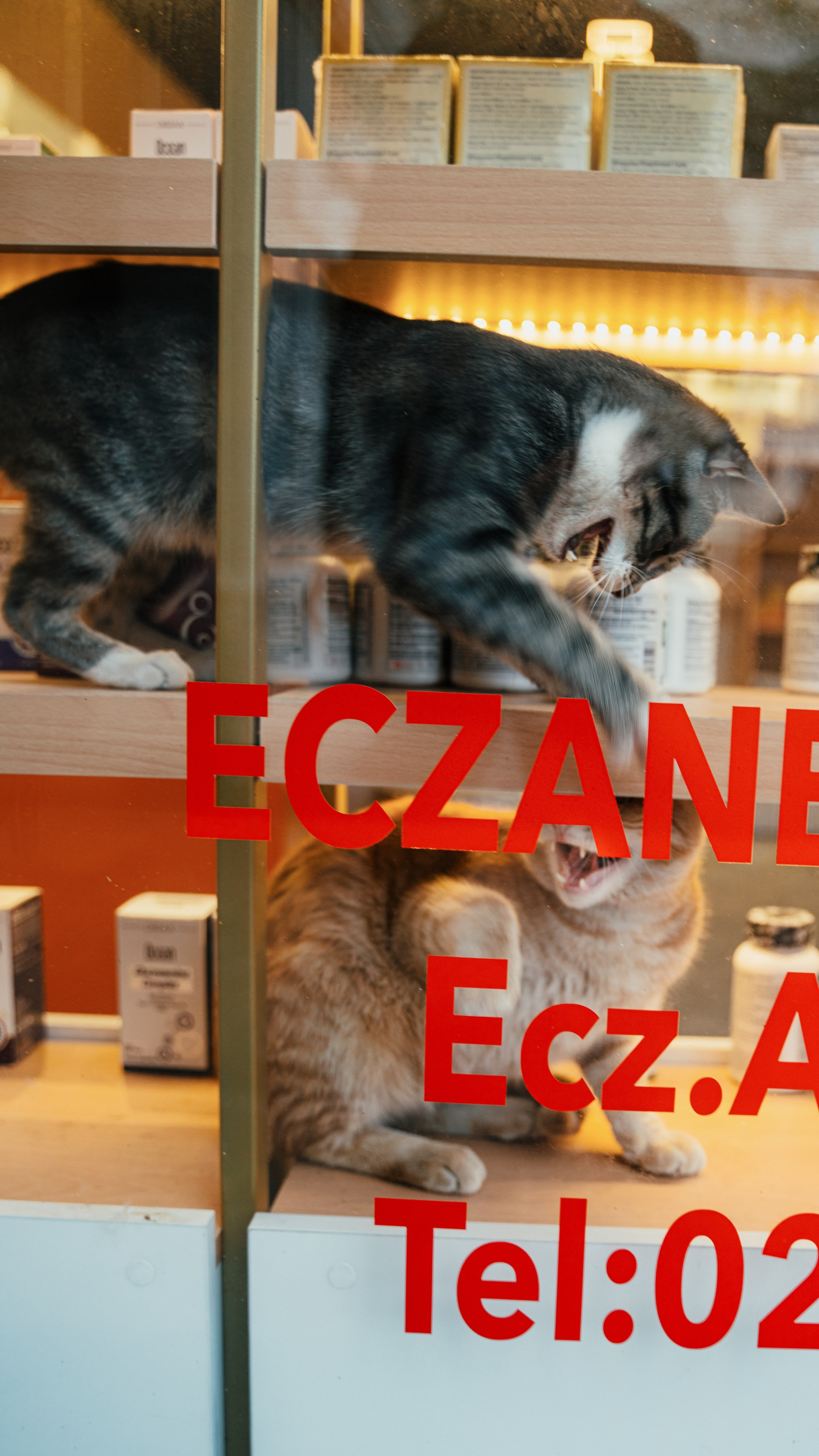 Кошки. Фотографии Дмитрия Захаренко