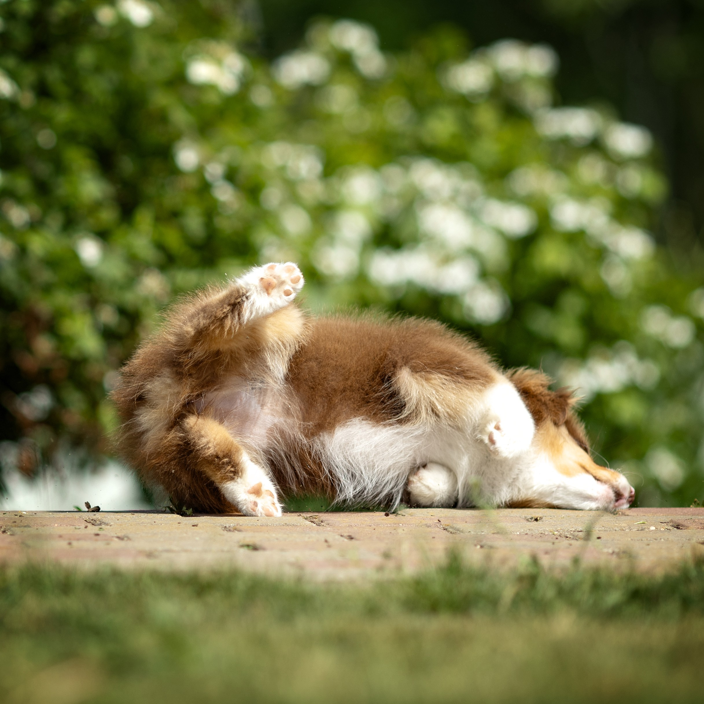 Портфолио: Фотосъёмка щенков в Москве и области — трогательные моменты. Фотограф-анималист и бренд-фотограф в Москве | Фотография собак, людей, бизнес-портрет