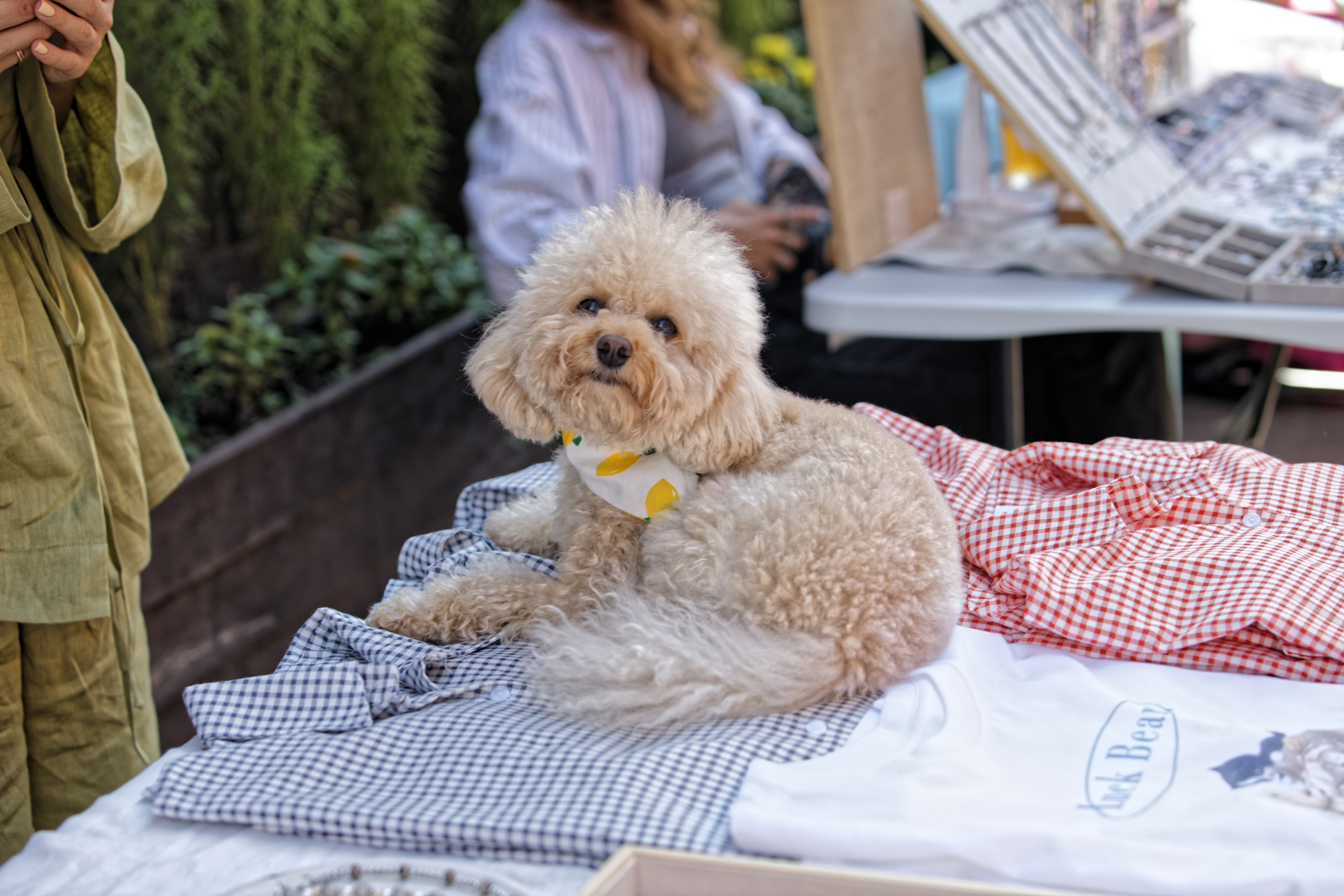 Вечеринка для собак Oh my dog 20.07.2025. Репортажный и спортивный фотограф в г. Пермь Зильберг Павел