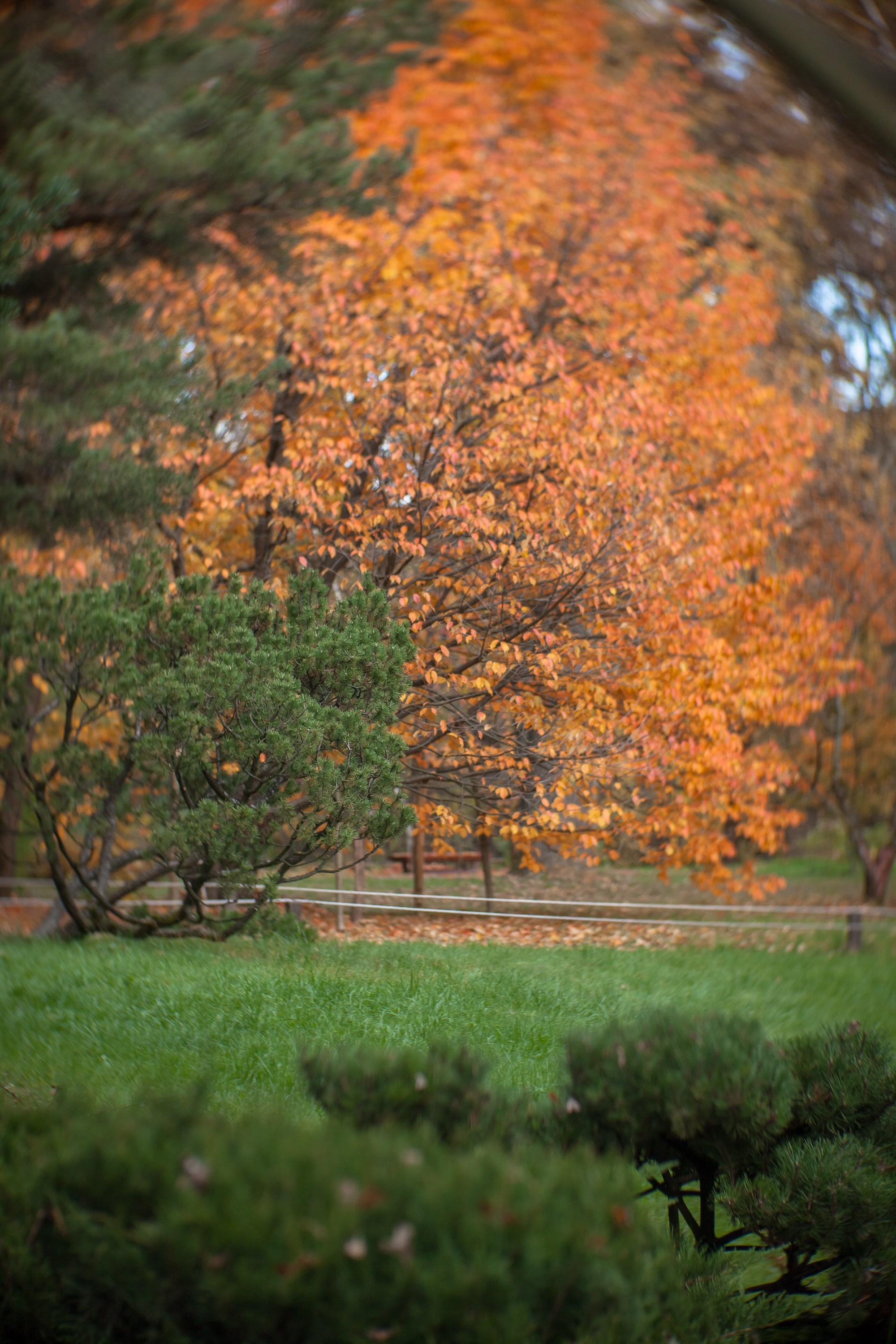 Ботанический сад имени Н. В. Цицина. Фотограф Виталий Туманов. Туманов Виталий — фотограф Москва