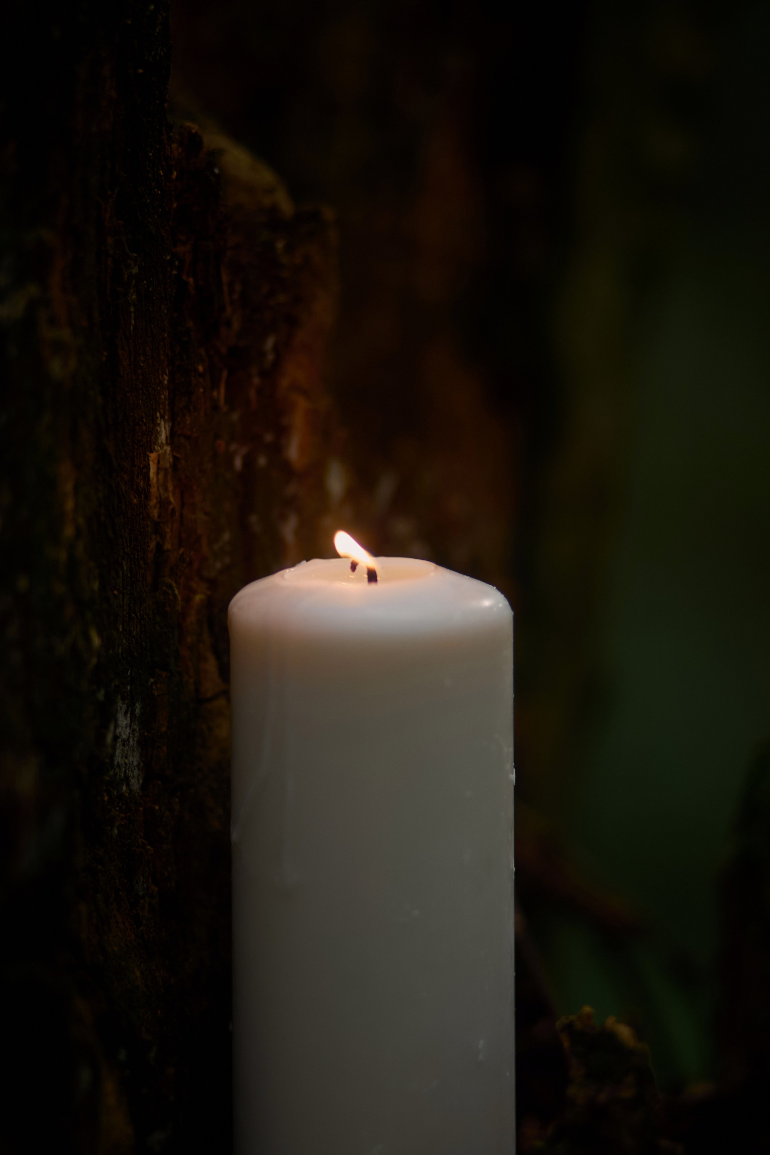 Herbalist. Антонина Талах фотограф в Москве