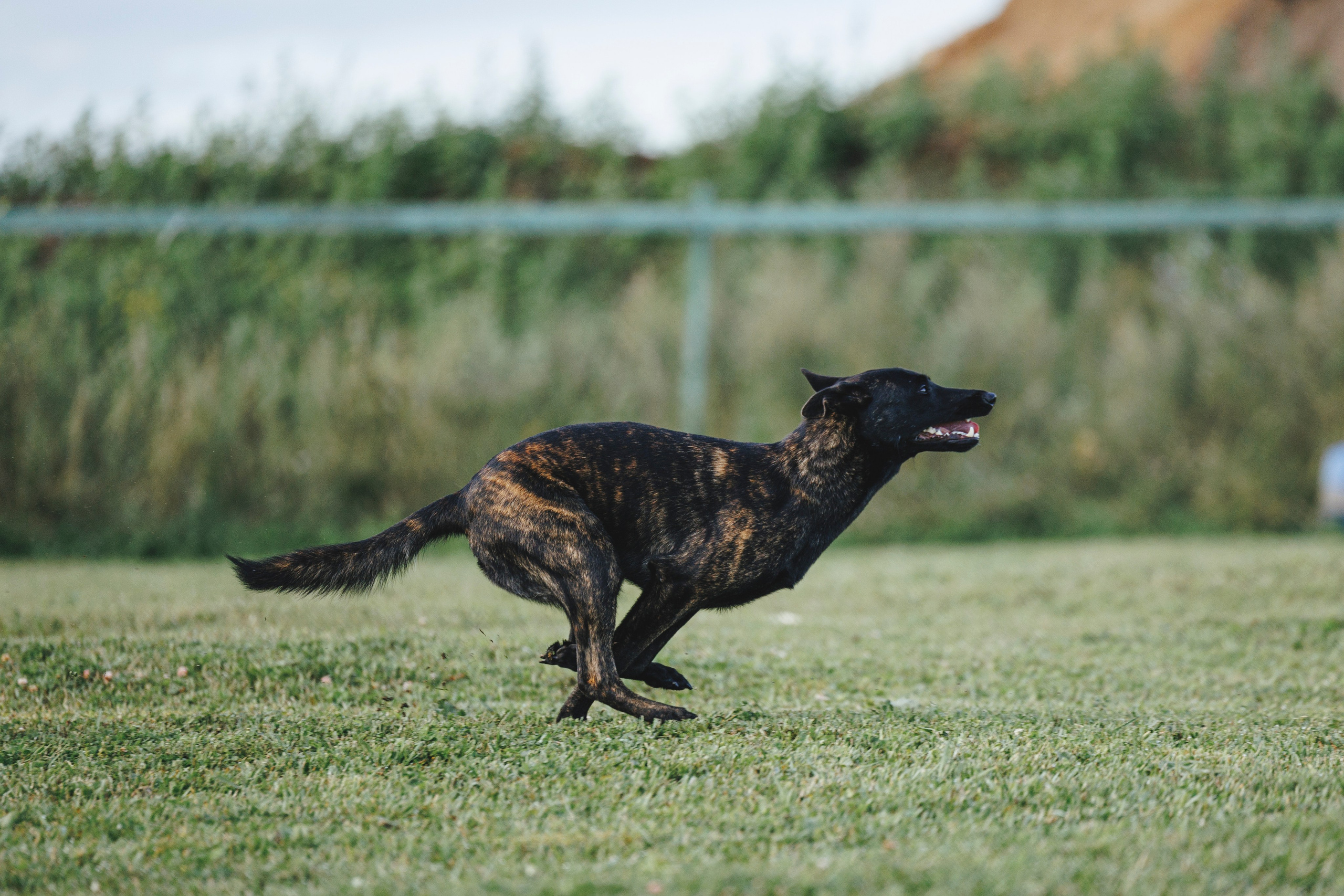 08.08.25-10.08.25 ЧР по мондьорингу г. Вологда. Фотограф-анималист Анна Маринич
