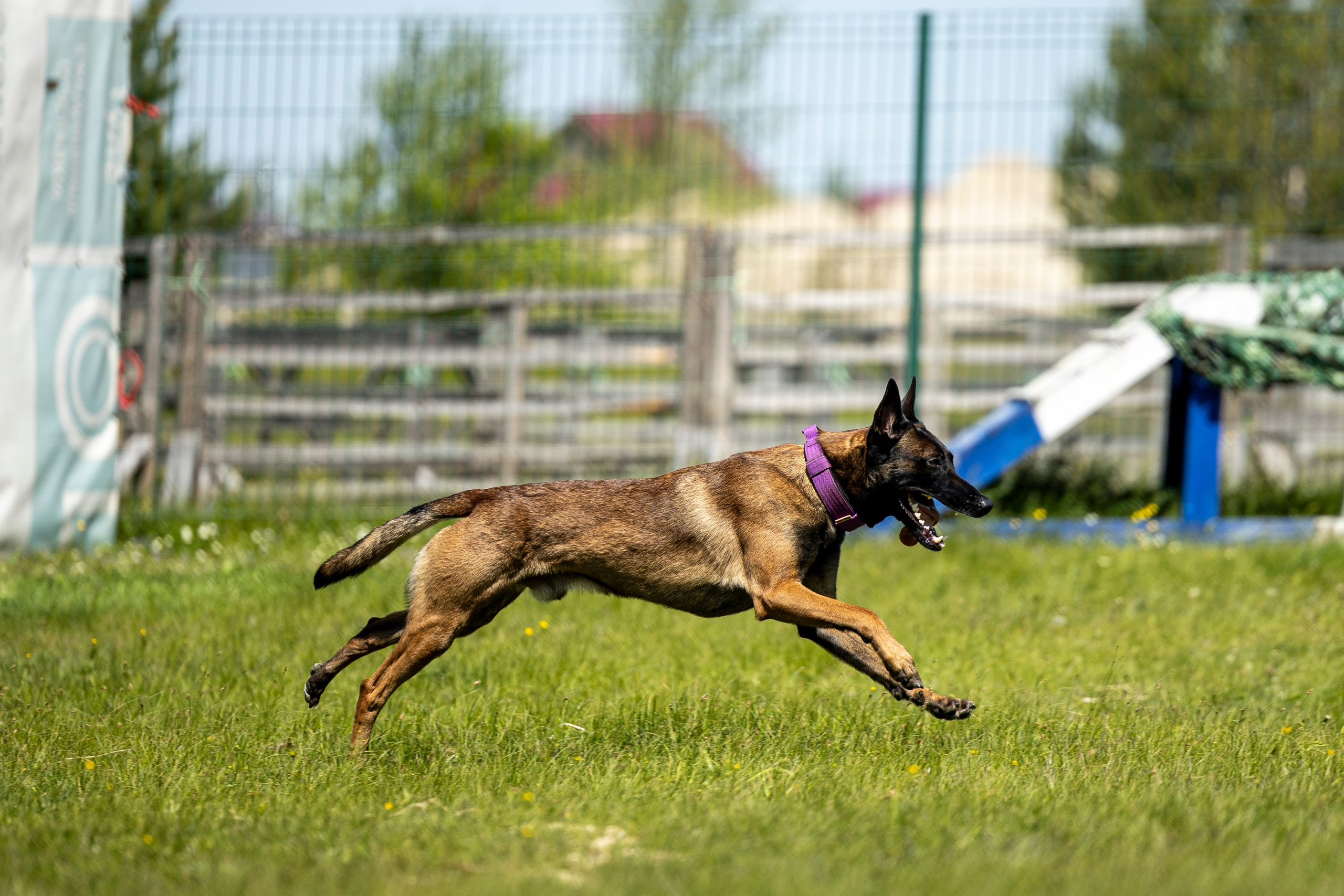 Испытания по мондьорингу в Нижнем Новгороде. Фотограф-анималист Анна Маринич