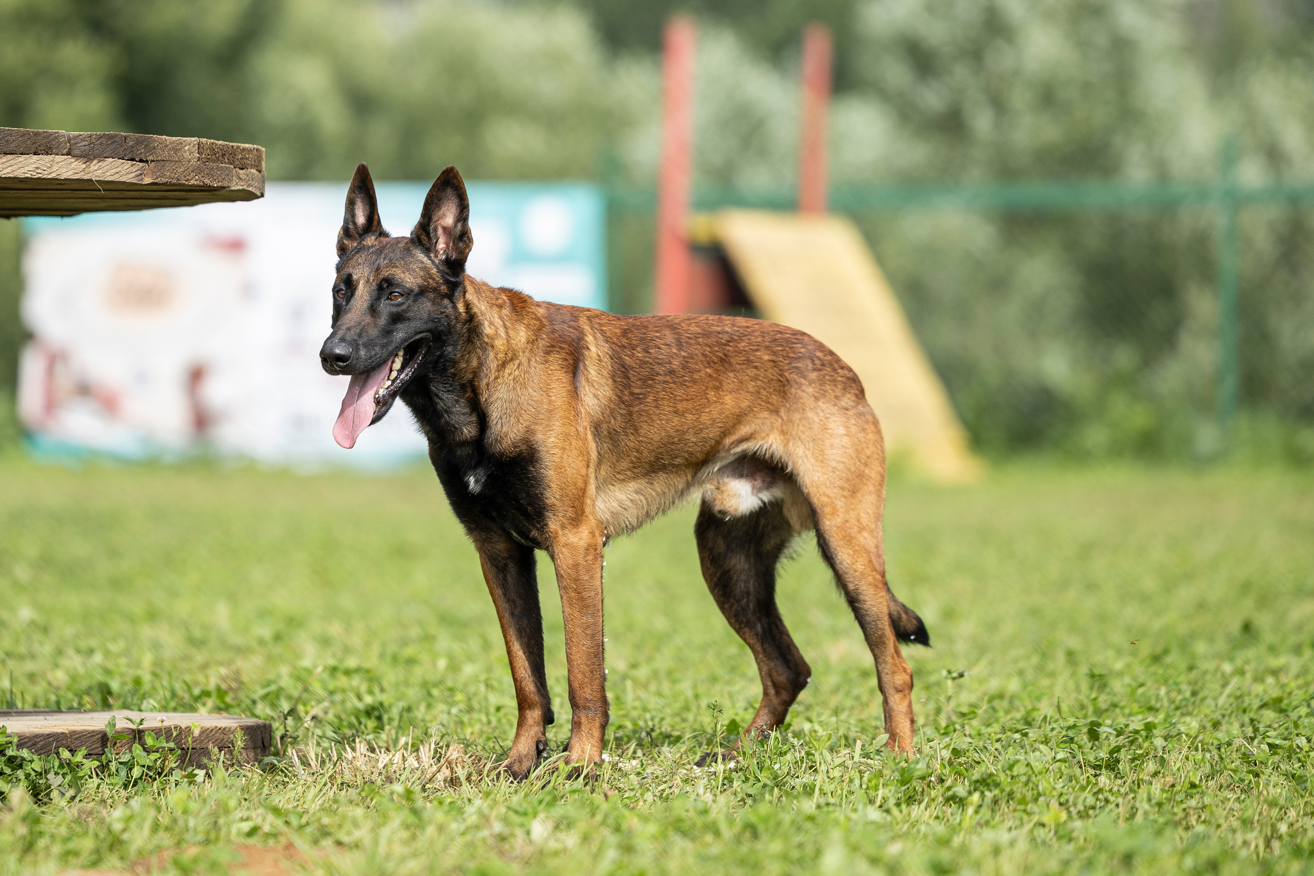Соревнования по Мондьорингу г. Вологда 10-11.08.2024. Фотограф-анималист Анна Маринич