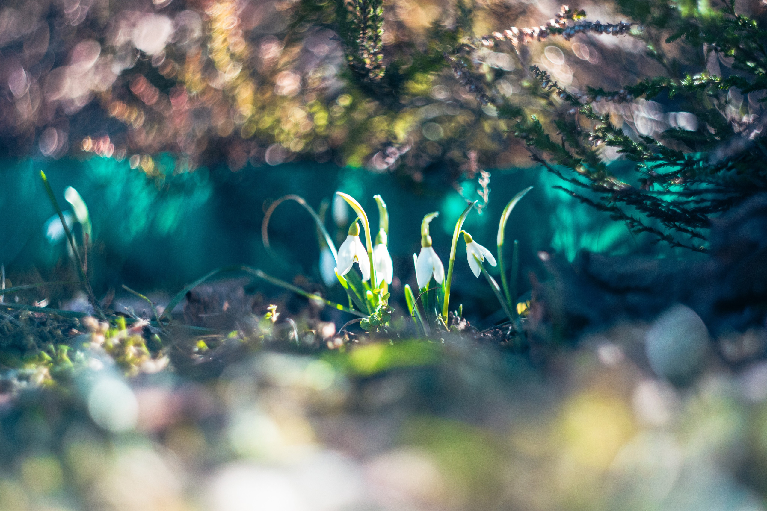 Подснежники. Dmitriy [KCCC] is a pretty cool photographer