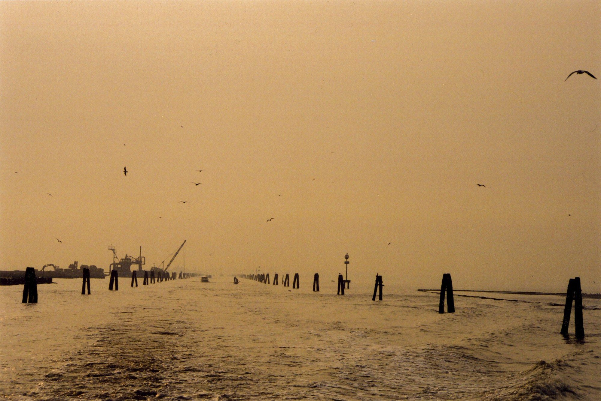 Art Series. Елена Цихон художник фотографии и мастер фото-ДНК