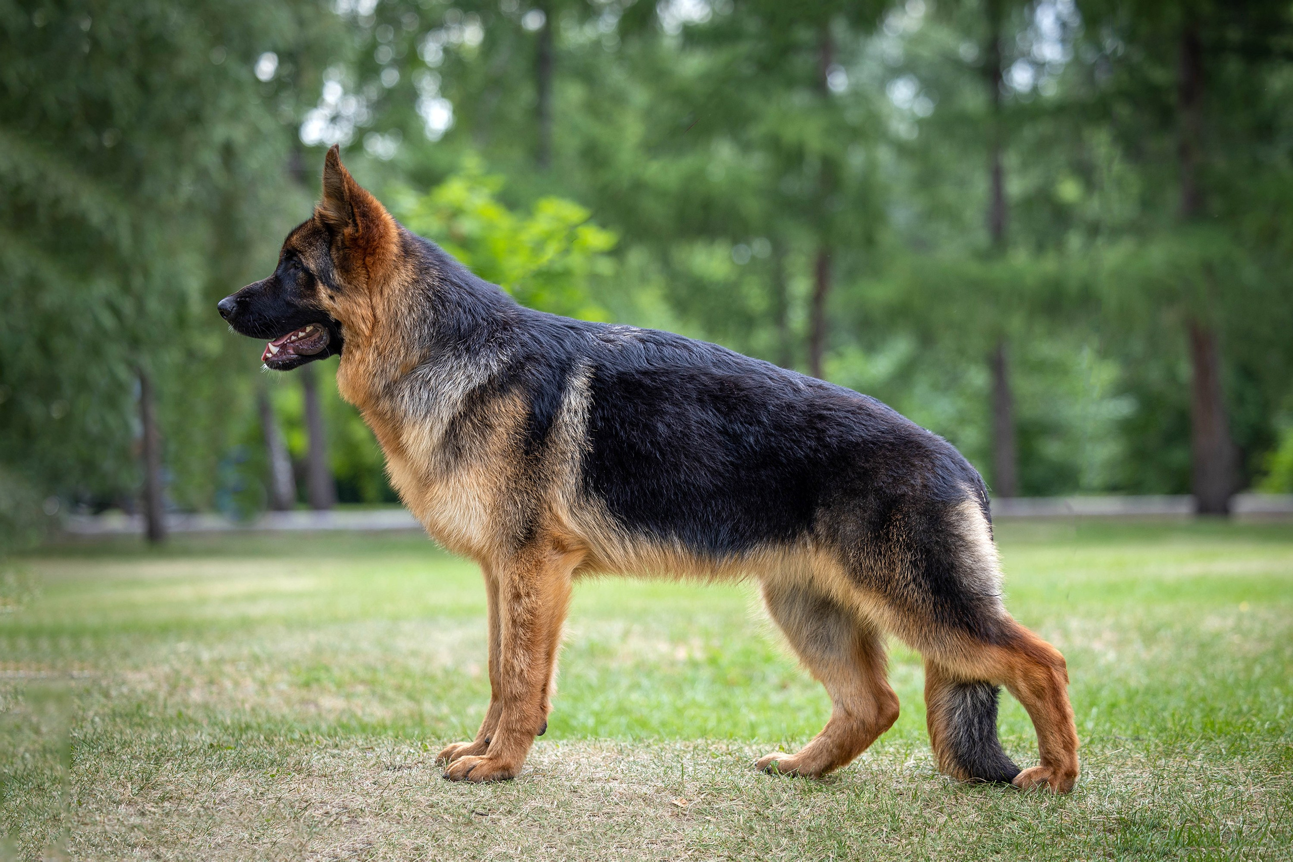 Заринговая съёмка на выставках собак. Фотограф-анималист в Омске Екатерина Маричева