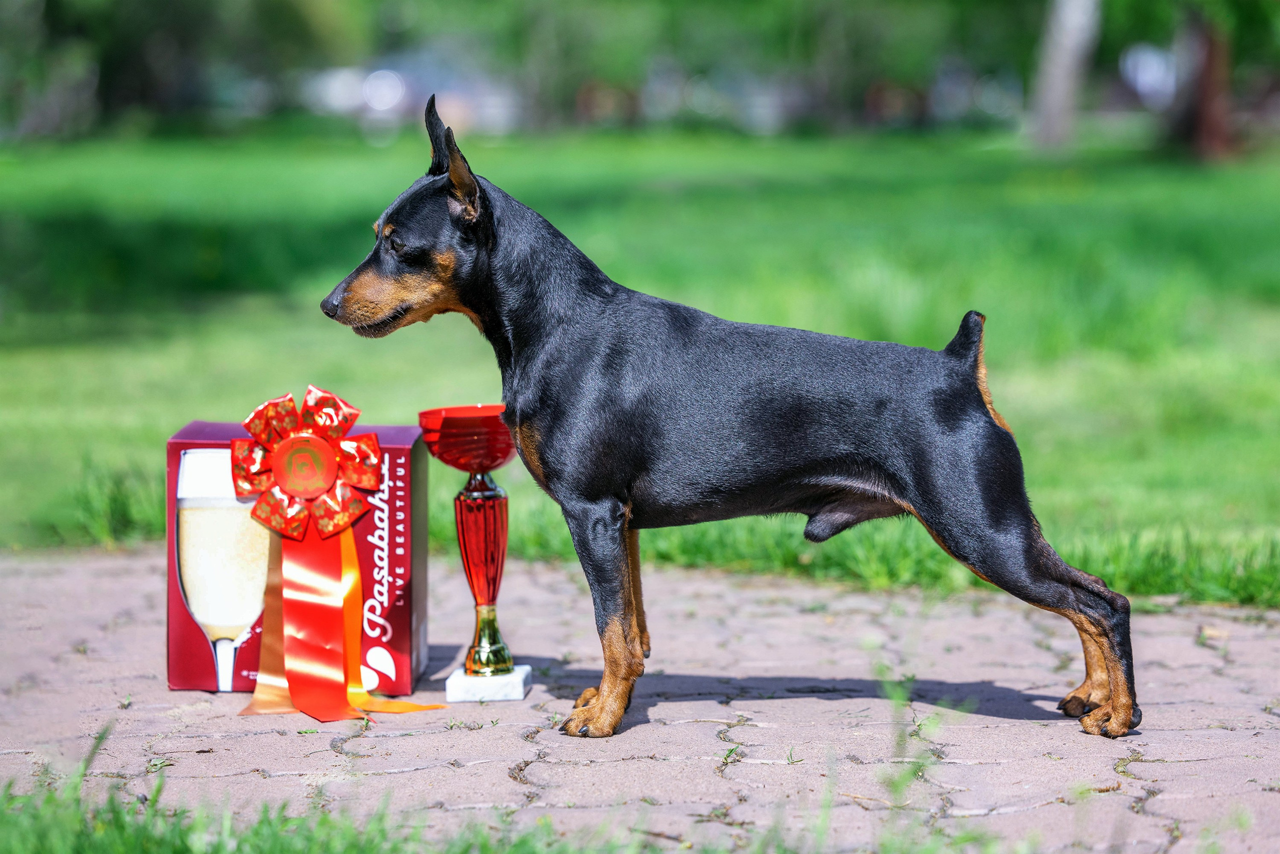 Заринговая съёмка на выставках собак. Фотограф-анималист в Омске Екатерина Маричева