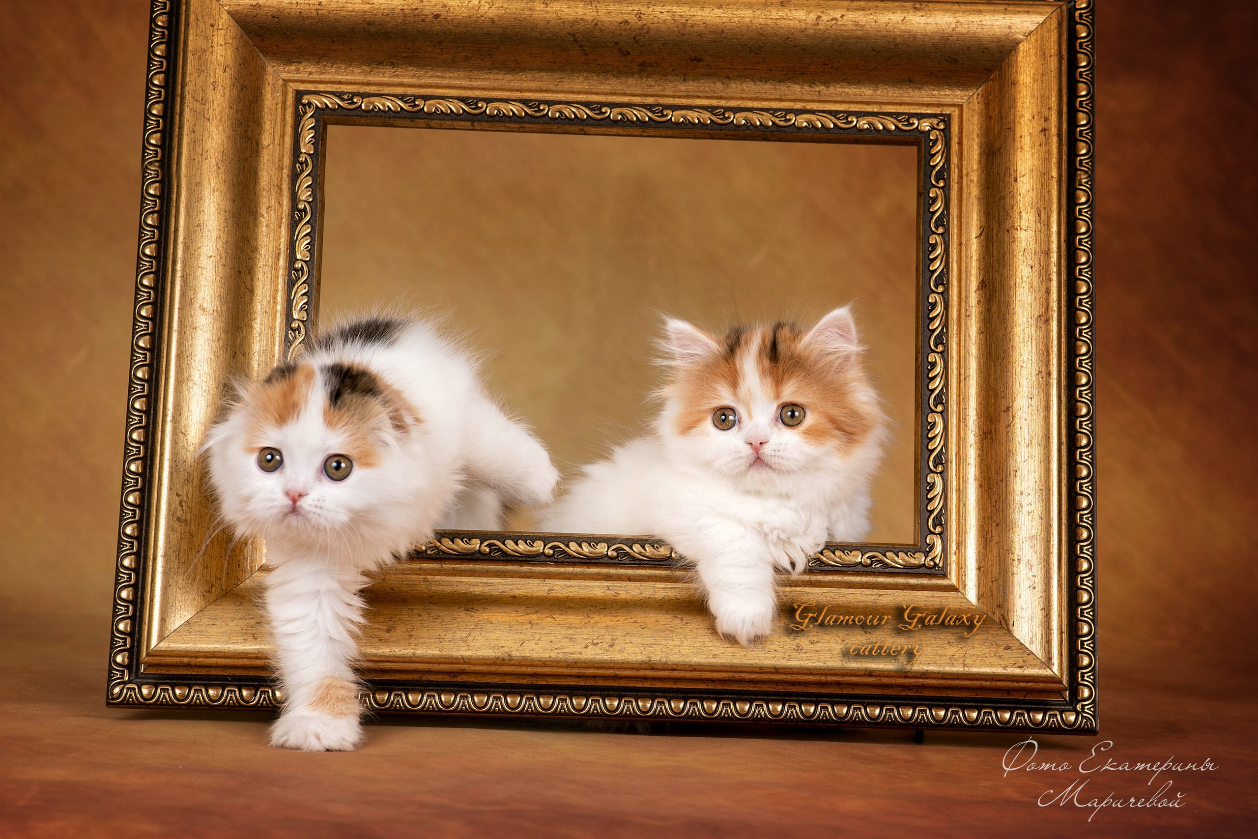 Коричневые фоны. Фотограф-анималист в Омске Екатерина Маричева