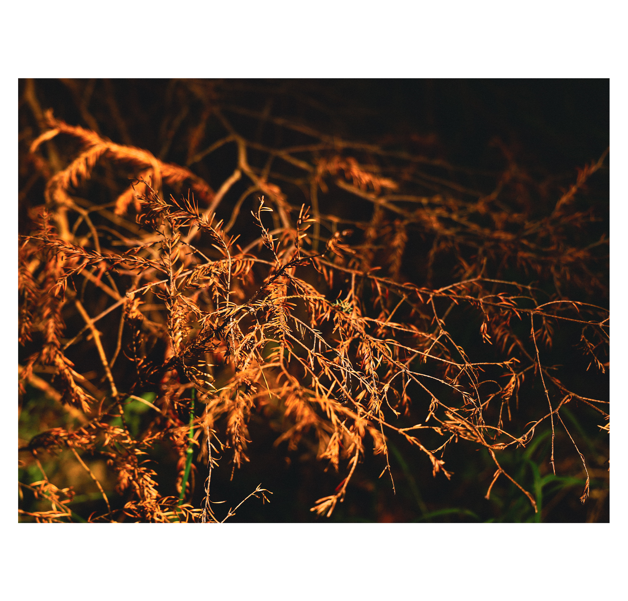 Summer hike. Фотограф/дизайнер в Екатеринбурге Хитрый Дмитрий