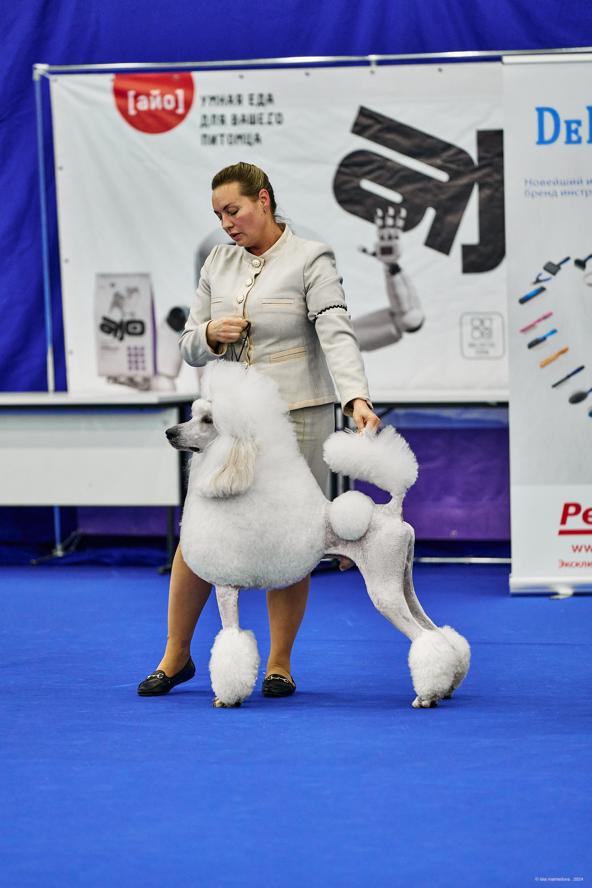 РЕЙТИНГОВАЯ ВЫСТАВКА СОБАК ВСЕХ ПОРОД С ОСОБЫМ СТАТУСОМ"НЕВСКИЙ ПОБЕДИТЕЛЬ-2024-2"