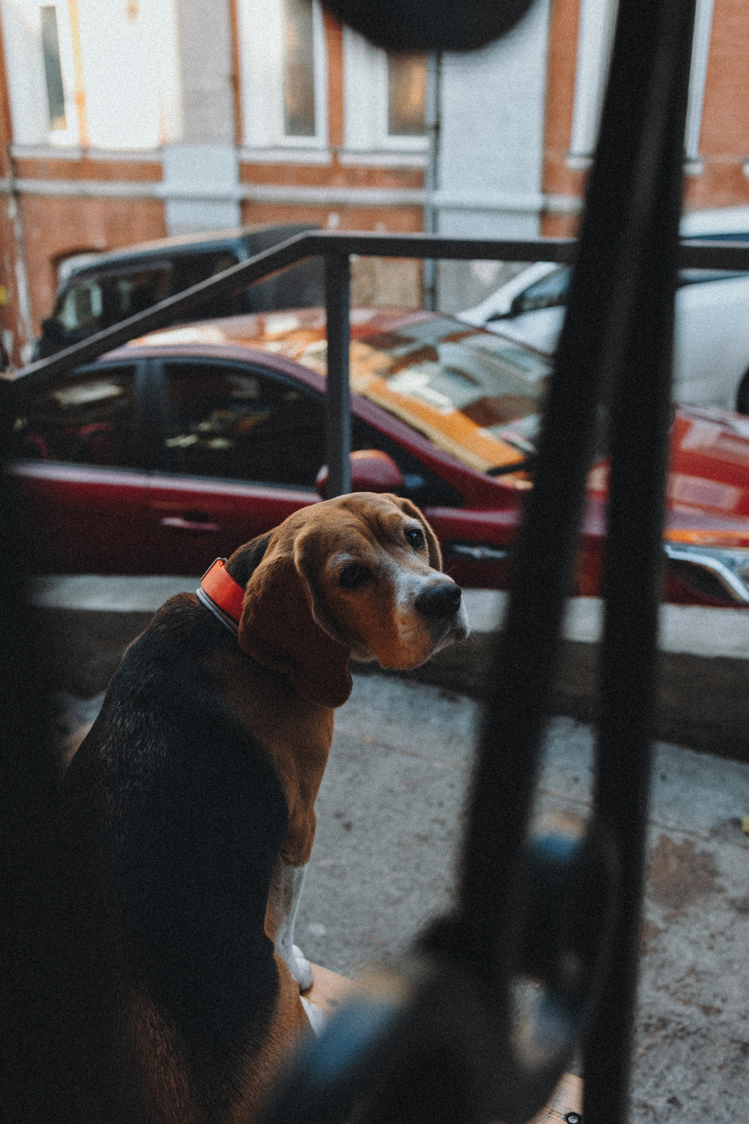 Аня и Моня. Фотограф — анималист Светлана Кысса|фотограф собак в Краснодаре и Нижнем Новгороде