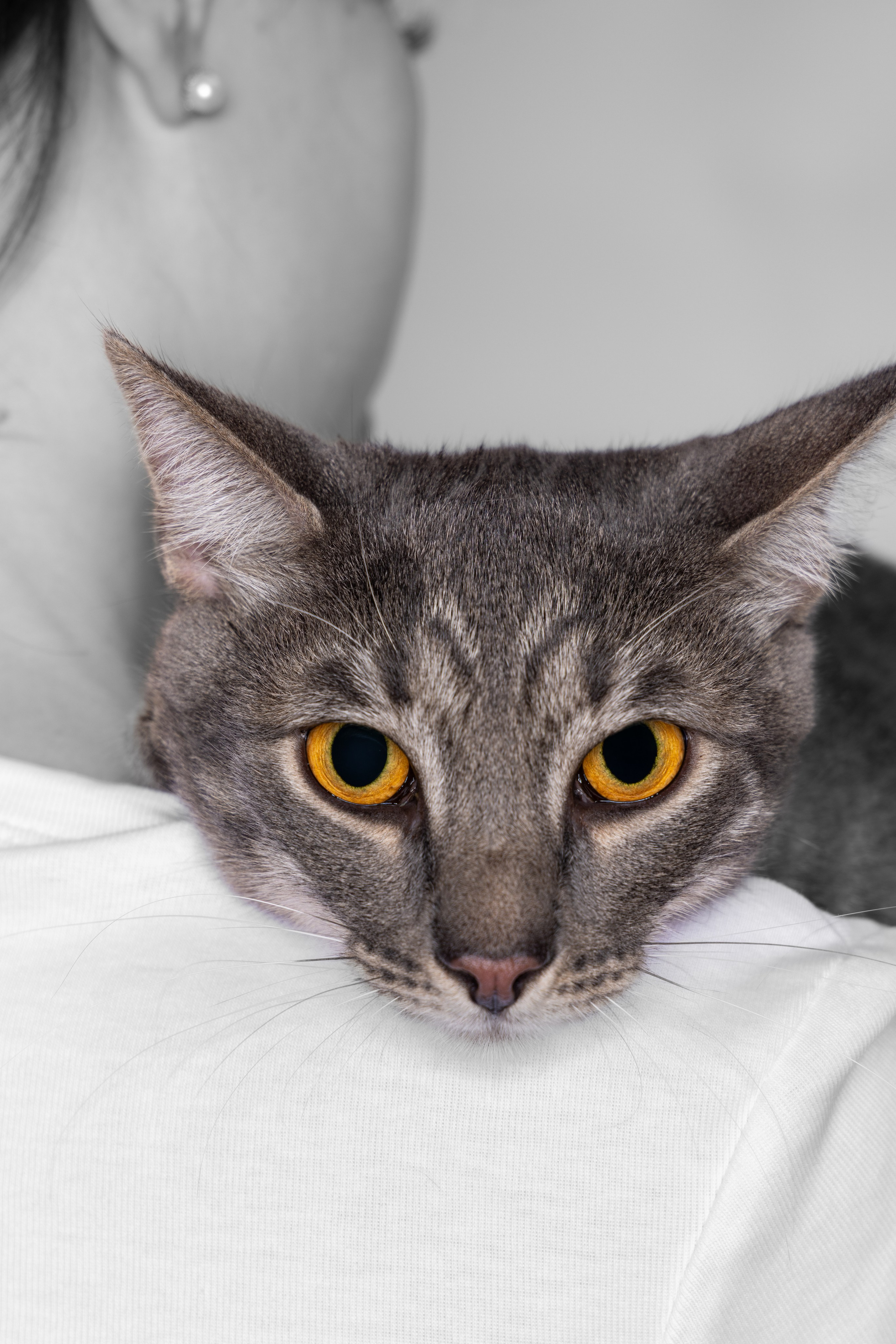 Кот Дымок в фотостудии. Фотограф Андрей Зикеев, фотостудия AzArt Studio в Москве