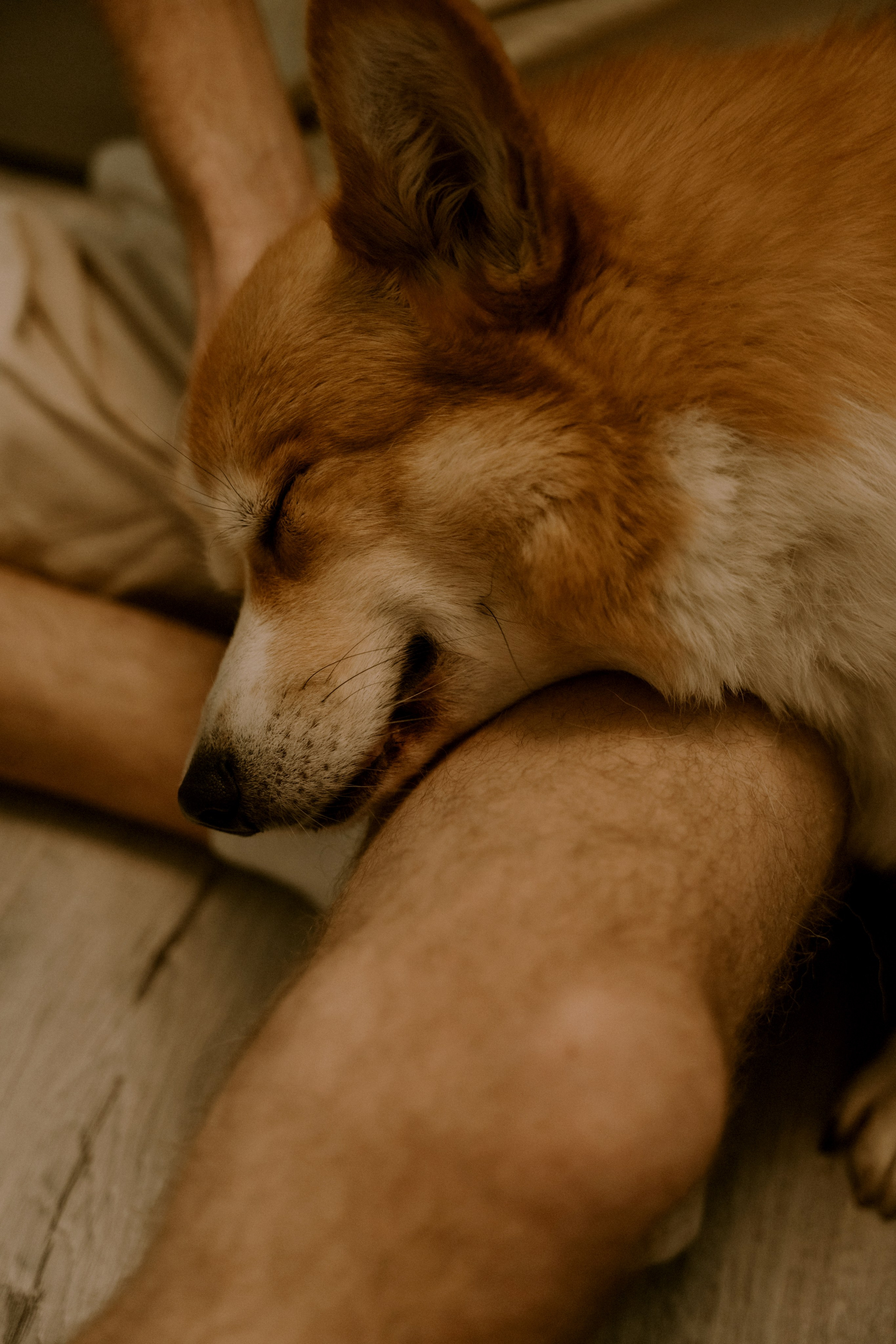 Самая нежность. Свадебный и индивидуальный фотограф в Суворове Клюева Мария