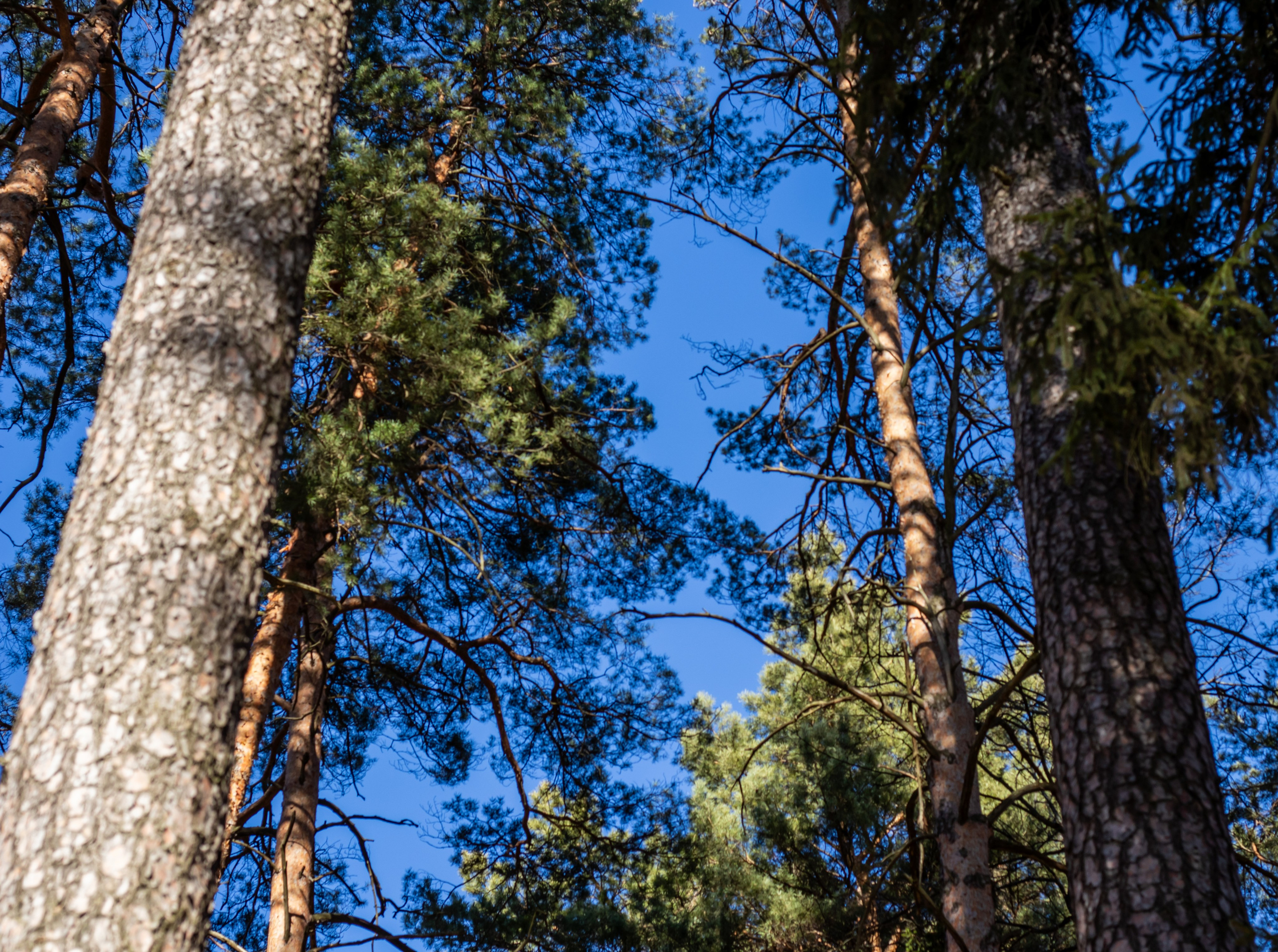 Фотосессия в Усадьбе Архангельское Красногорск мужской деловой портрет