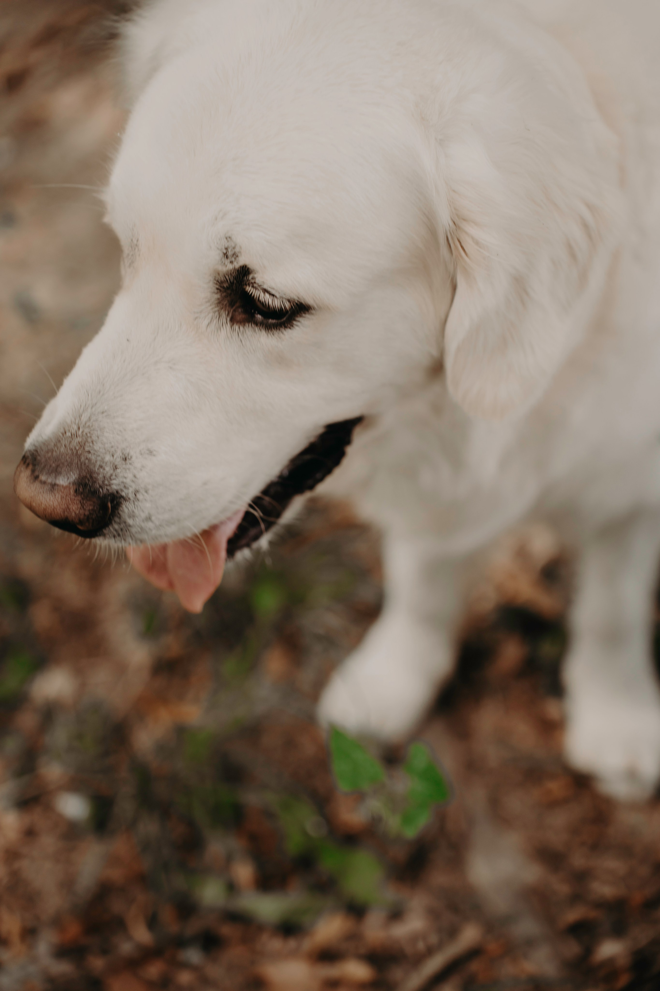Прогулка в лесу. Фотограф Ирина Ликсунова
