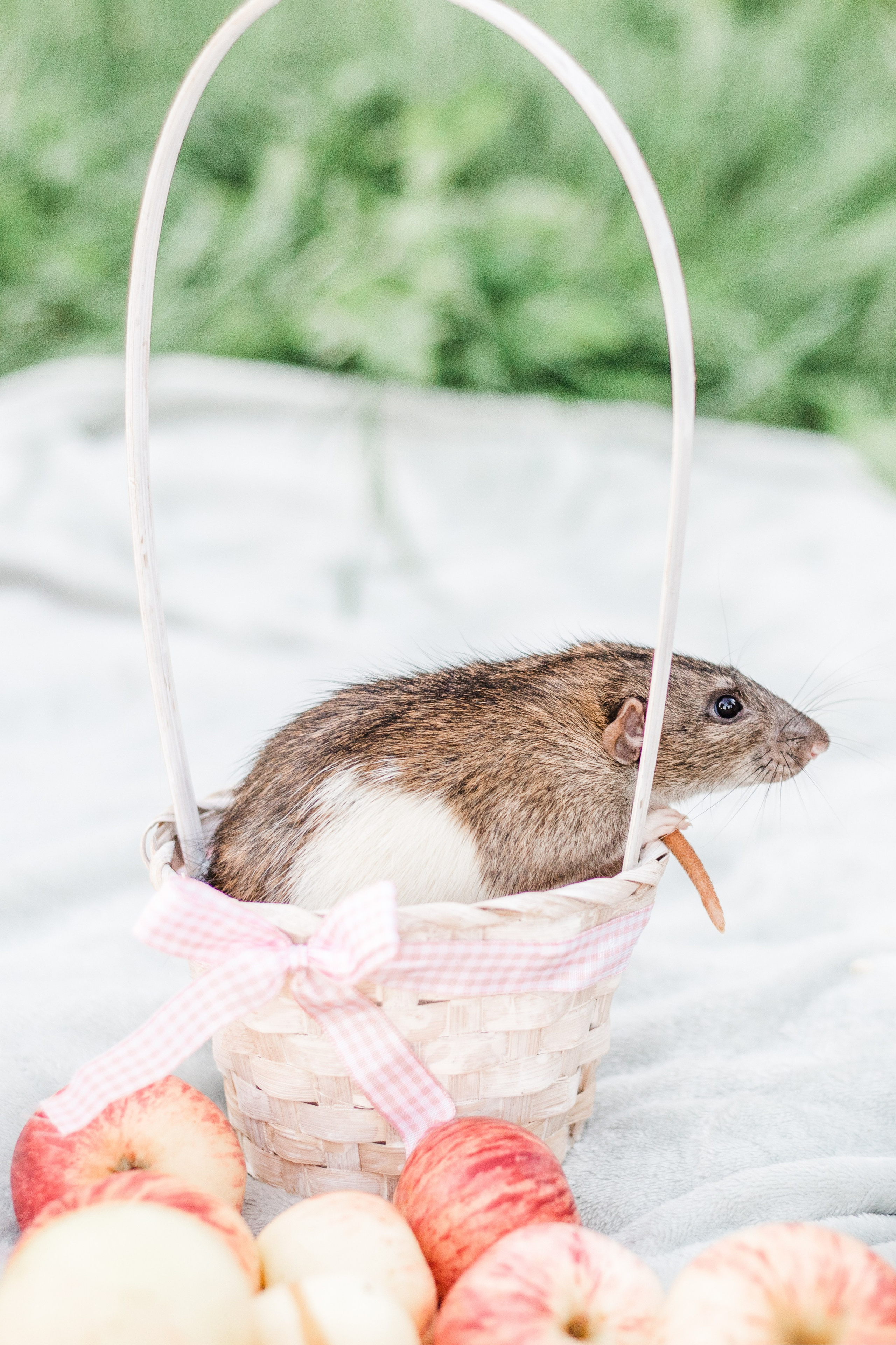 Наташа и её мальчики. Портфолио