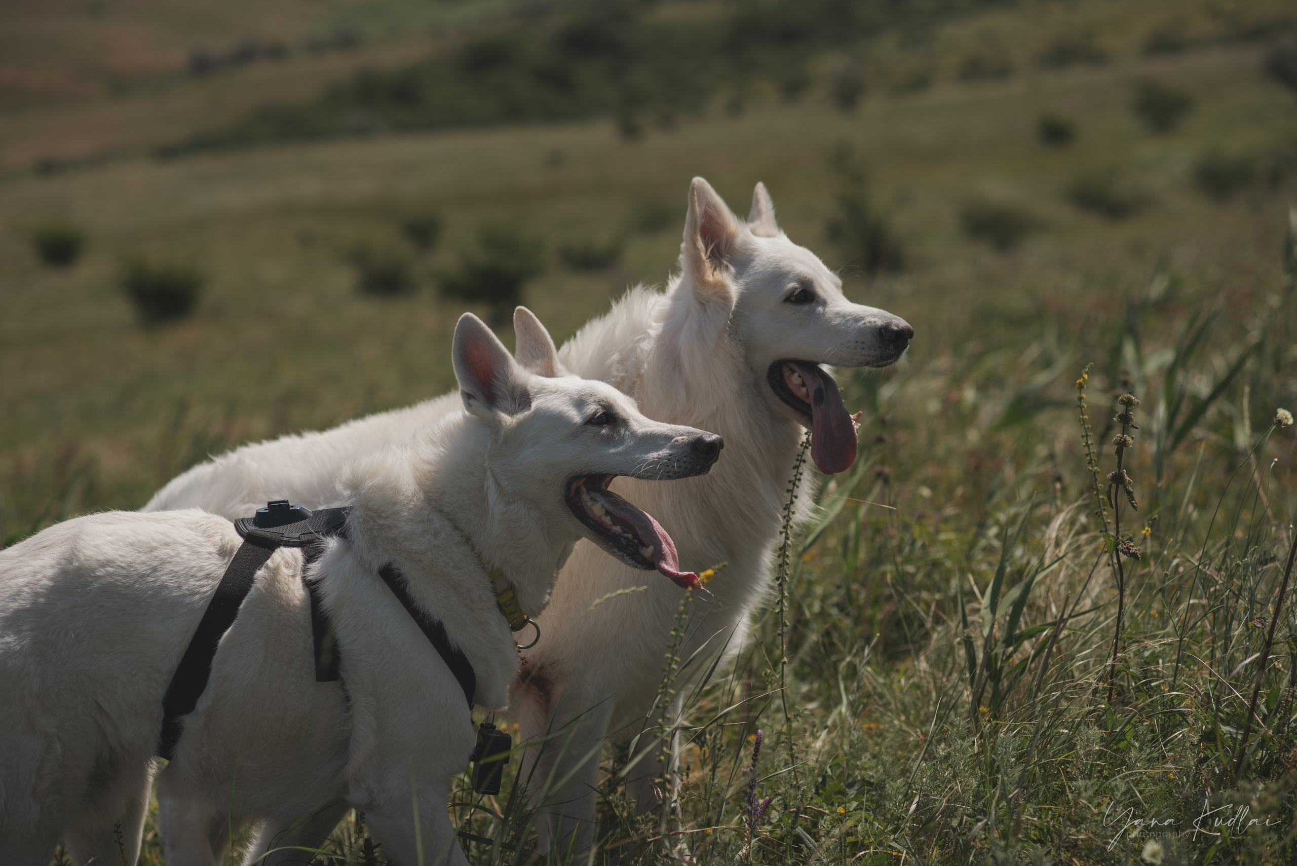 Одно солнечное утро. Фотограф анималист Ставрополь Яна Кудлай
