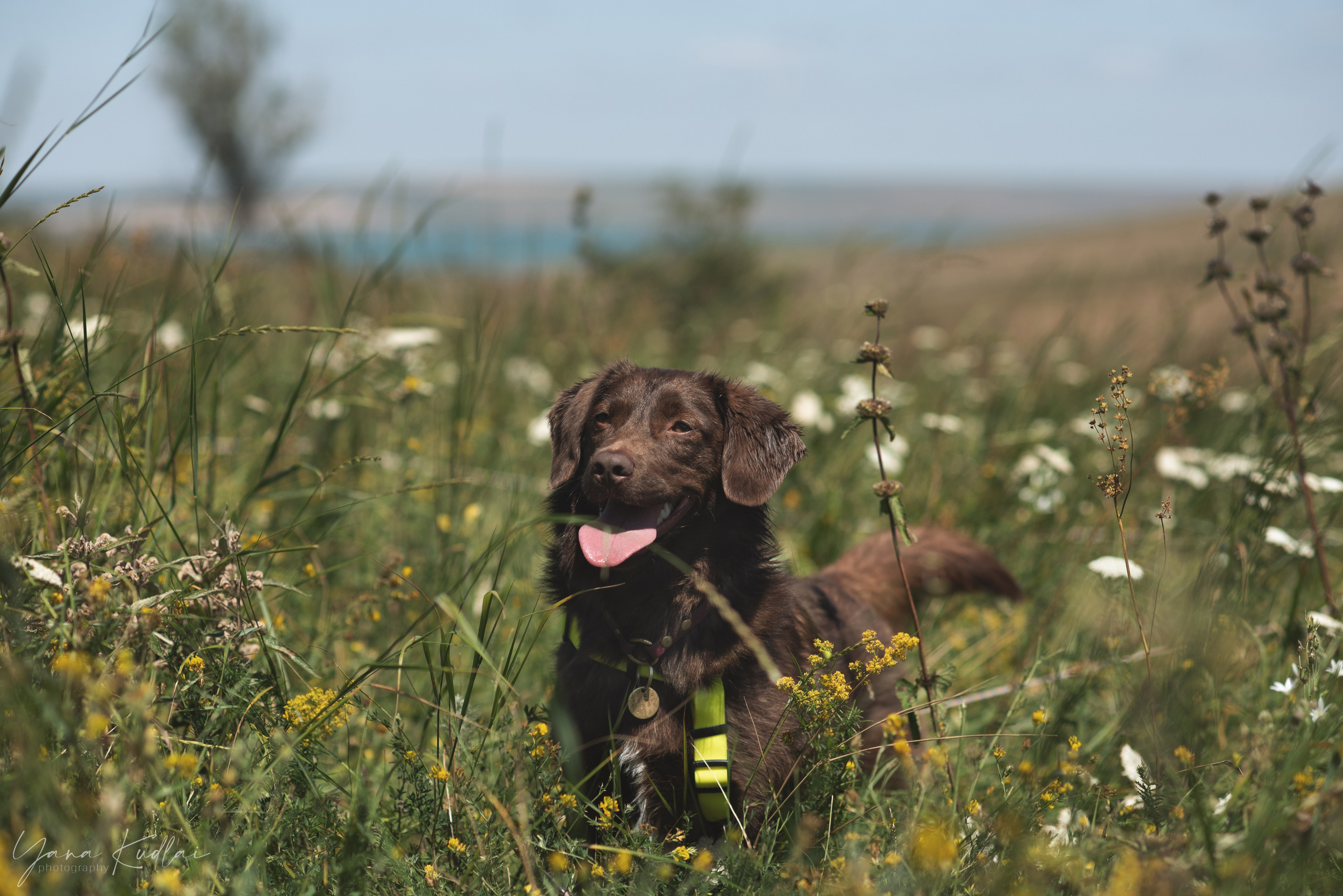 Одно солнечное утро. Фотограф анималист Ставрополь Яна Кудлай